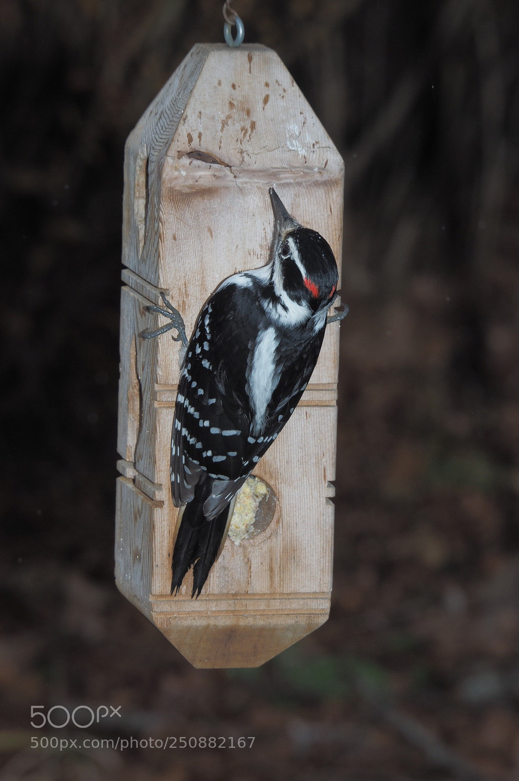 Olympus OM-D E-M1 sample photo. Downey woodpecker, male photography