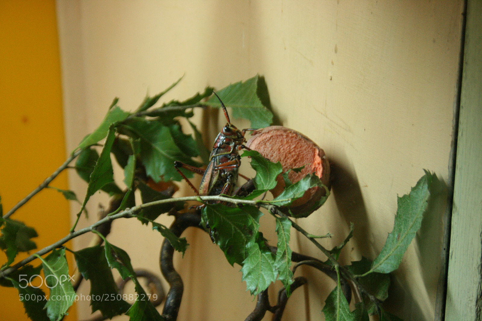 Canon EF-S 18-55mm F3.5-5.6 II sample photo. Bug food. photography