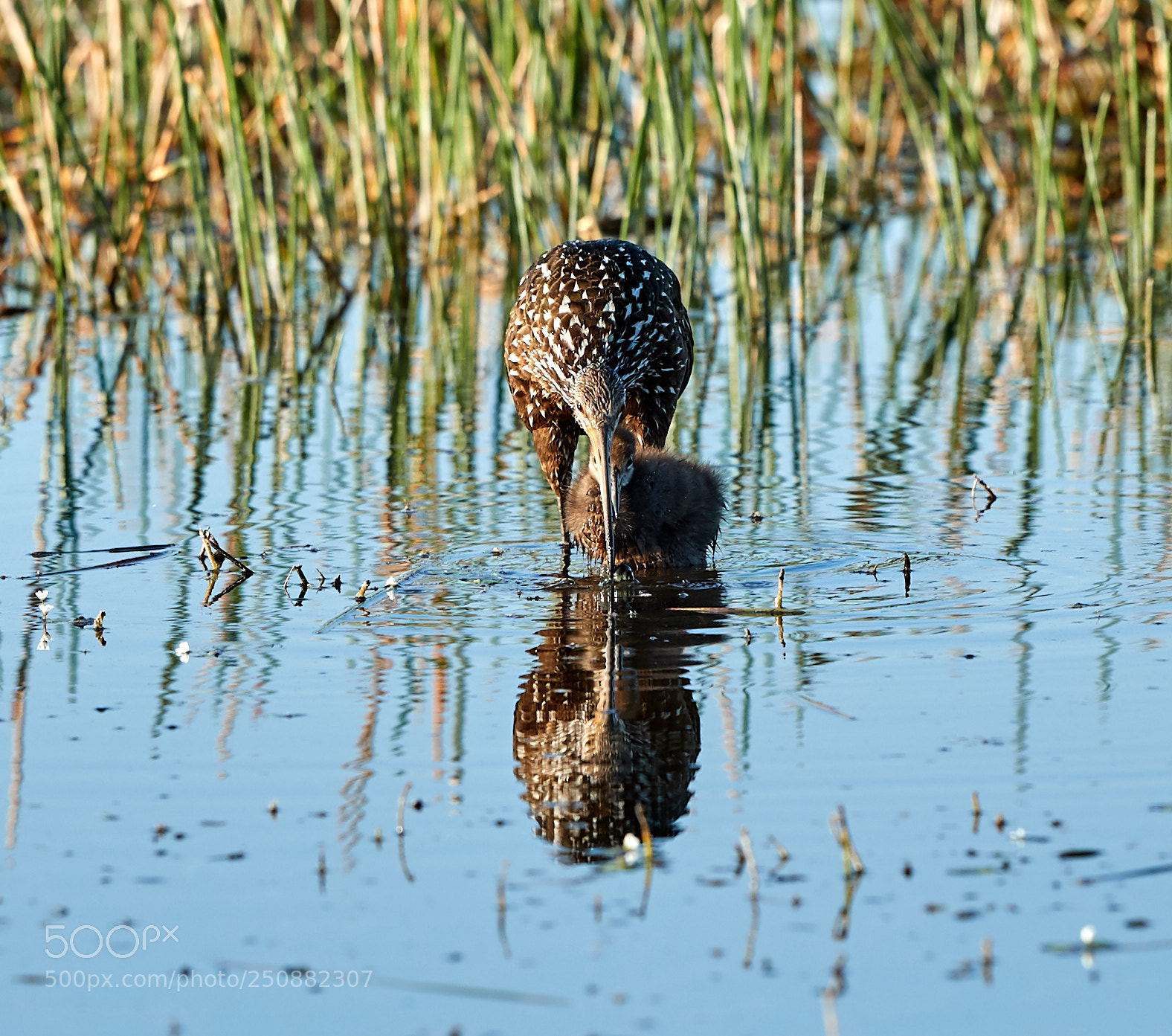 Canon EOS-1D X Mark II sample photo. 03-26-18-0009560.jpg photography