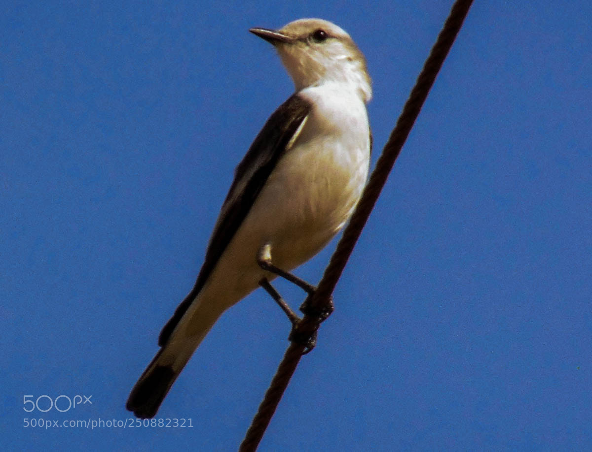 Sony Cyber-shot DSC-H300 sample photo. Lavadeira mascarada (fluvicola nengeta) photography