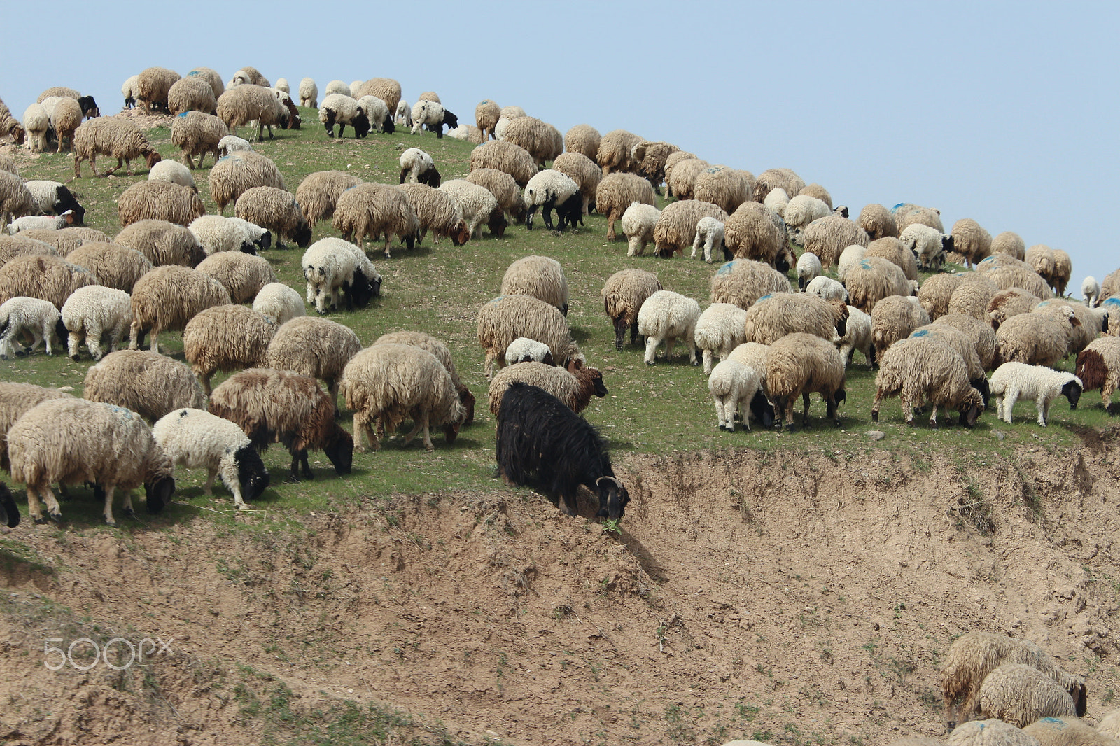 Canon EOS 650D (EOS Rebel T4i / EOS Kiss X6i) sample photo. Black goat among a group of white sheep ! photography