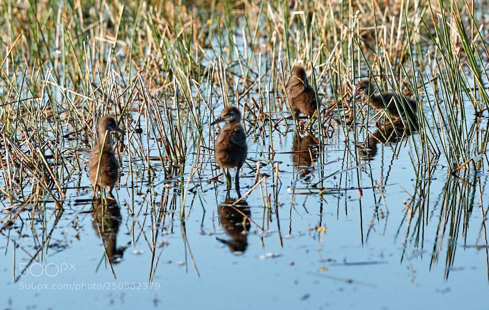 Canon EOS-1D X Mark II sample photo. 03-26-18-0009544.jpg photography