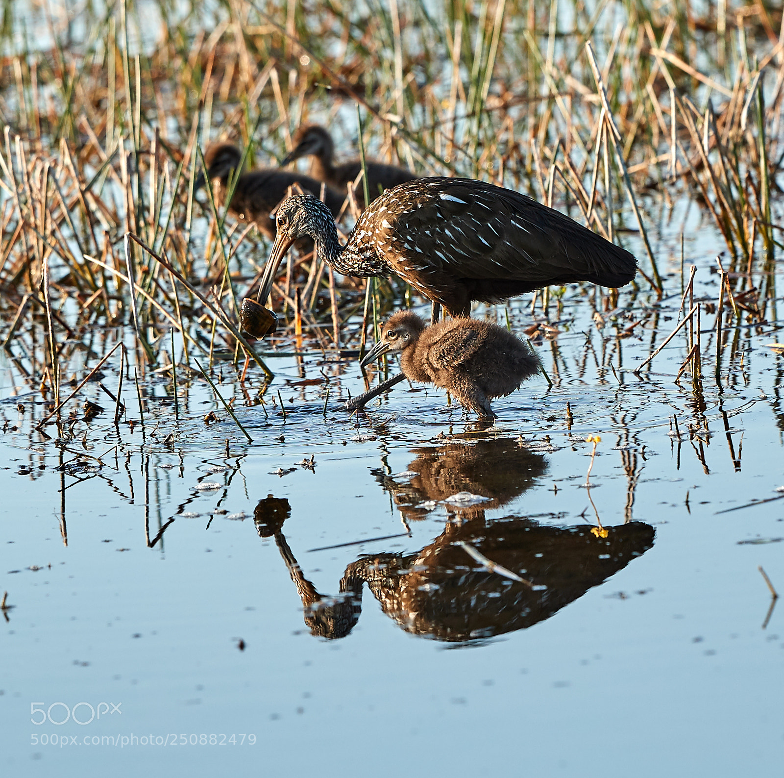 Canon EOS-1D X Mark II sample photo. 03-26-18-0009535.jpg photography