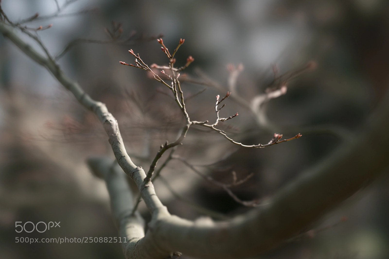 Sony a7R II sample photo. Branched photography
