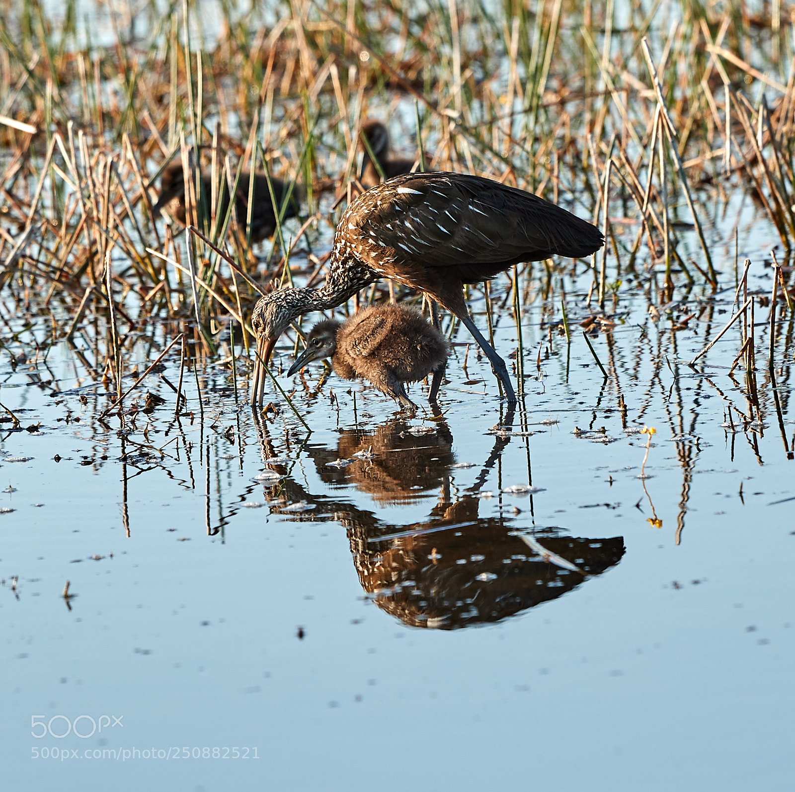 Canon EOS-1D X Mark II sample photo. 03-26-18-0009534.jpg photography