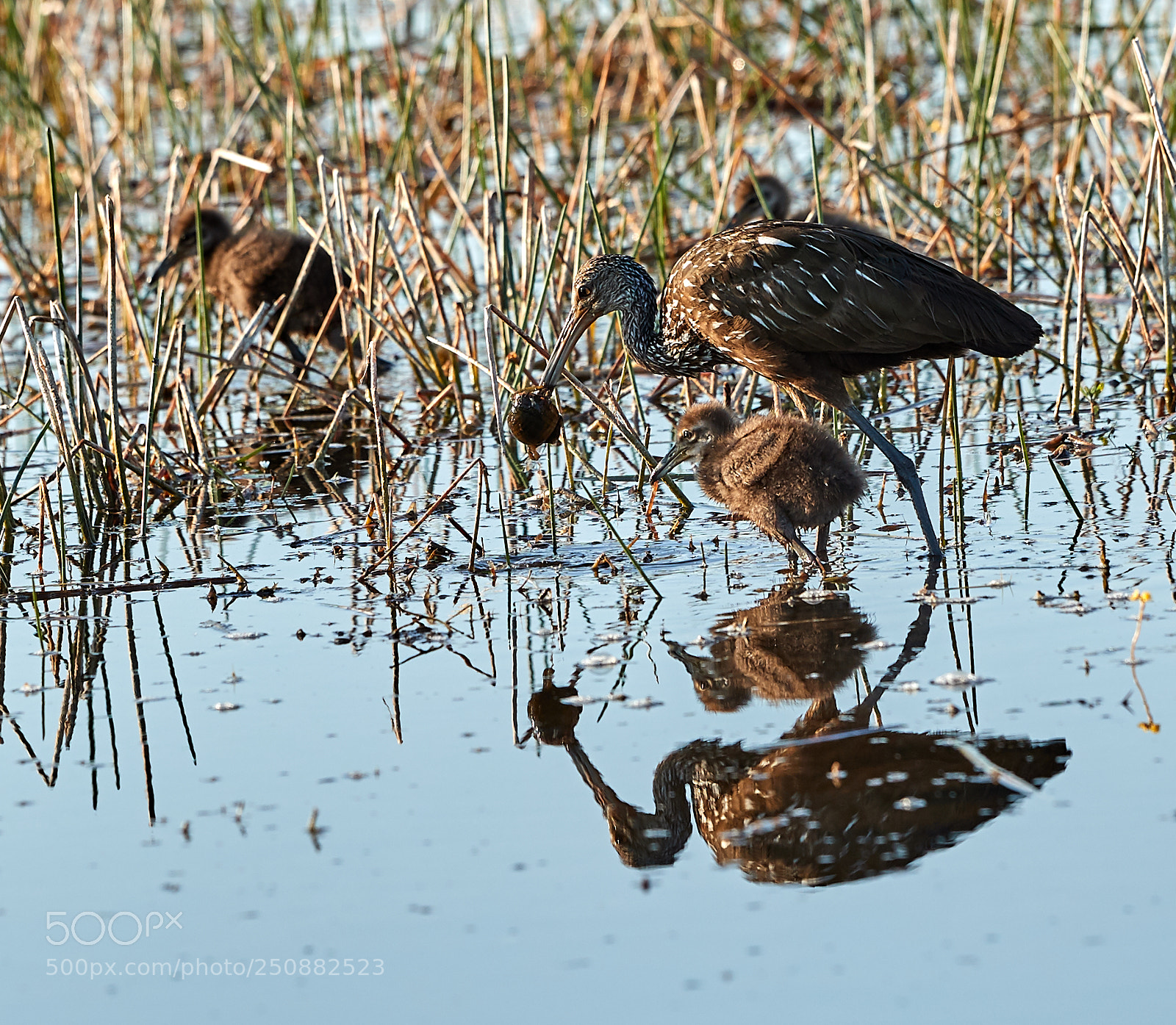 Canon EOS-1D X Mark II sample photo. 03-26-18-0009533.jpg photography