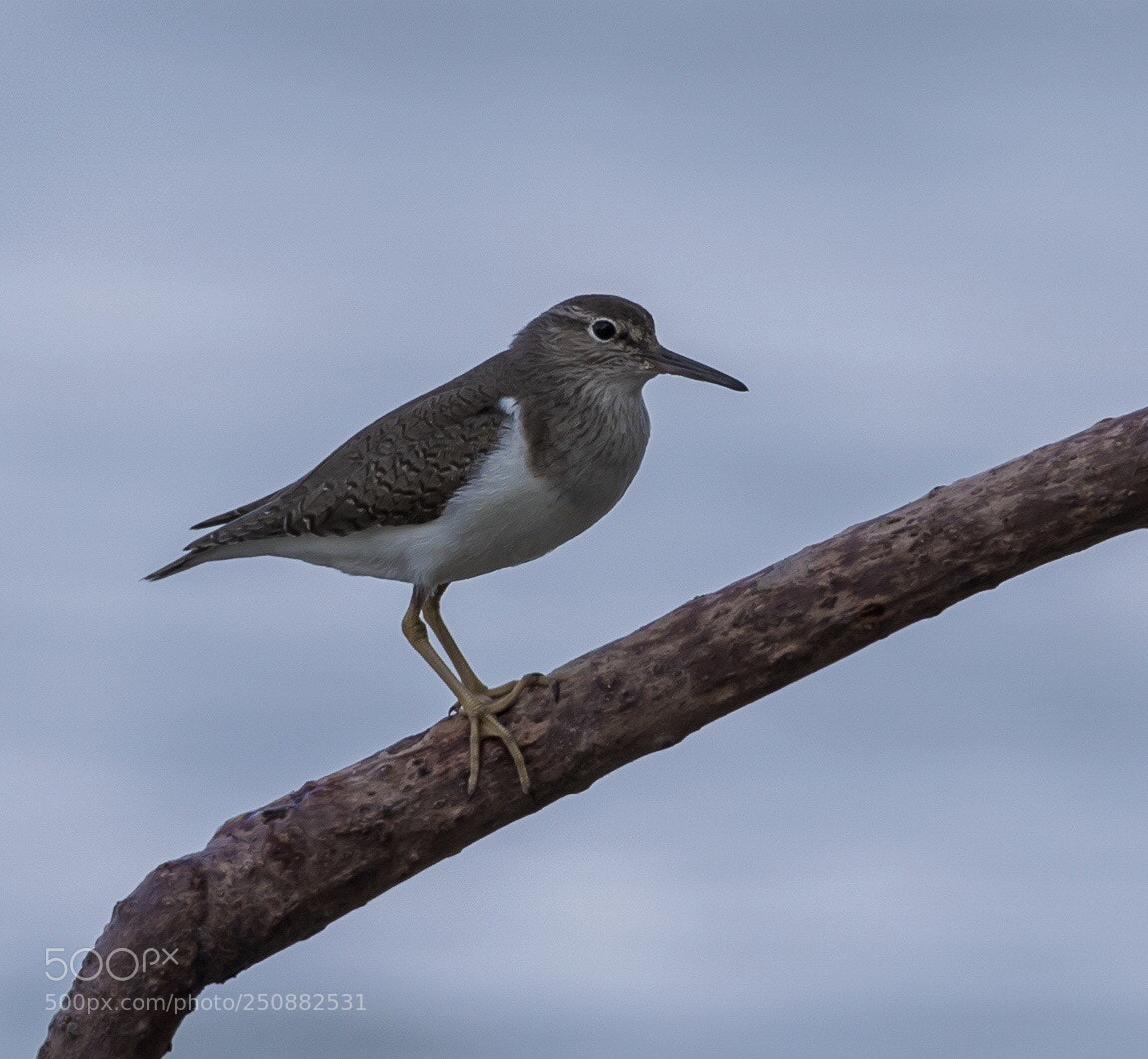Canon EOS-1D X Mark II sample photo. Common sandpiper.  photography