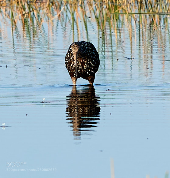 Canon EOS-1D X Mark II sample photo. 03-26-18-0009524.jpg photography