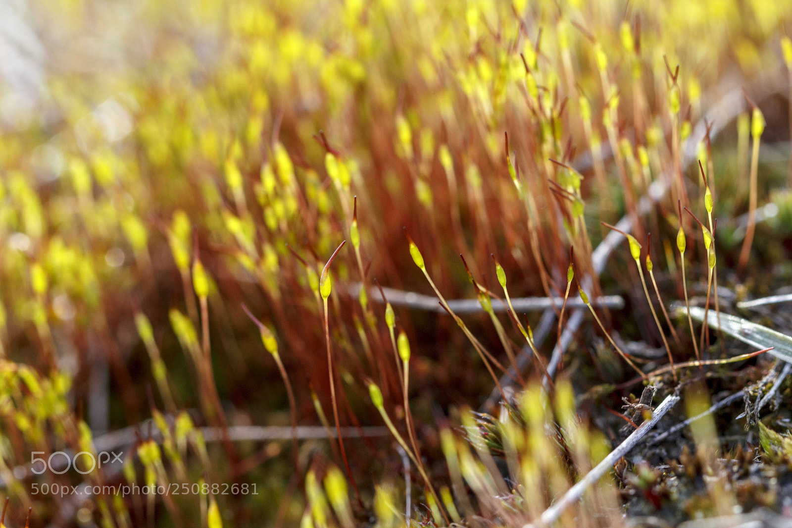 Canon EOS 550D (EOS Rebel T2i / EOS Kiss X4) sample photo. Moss photography