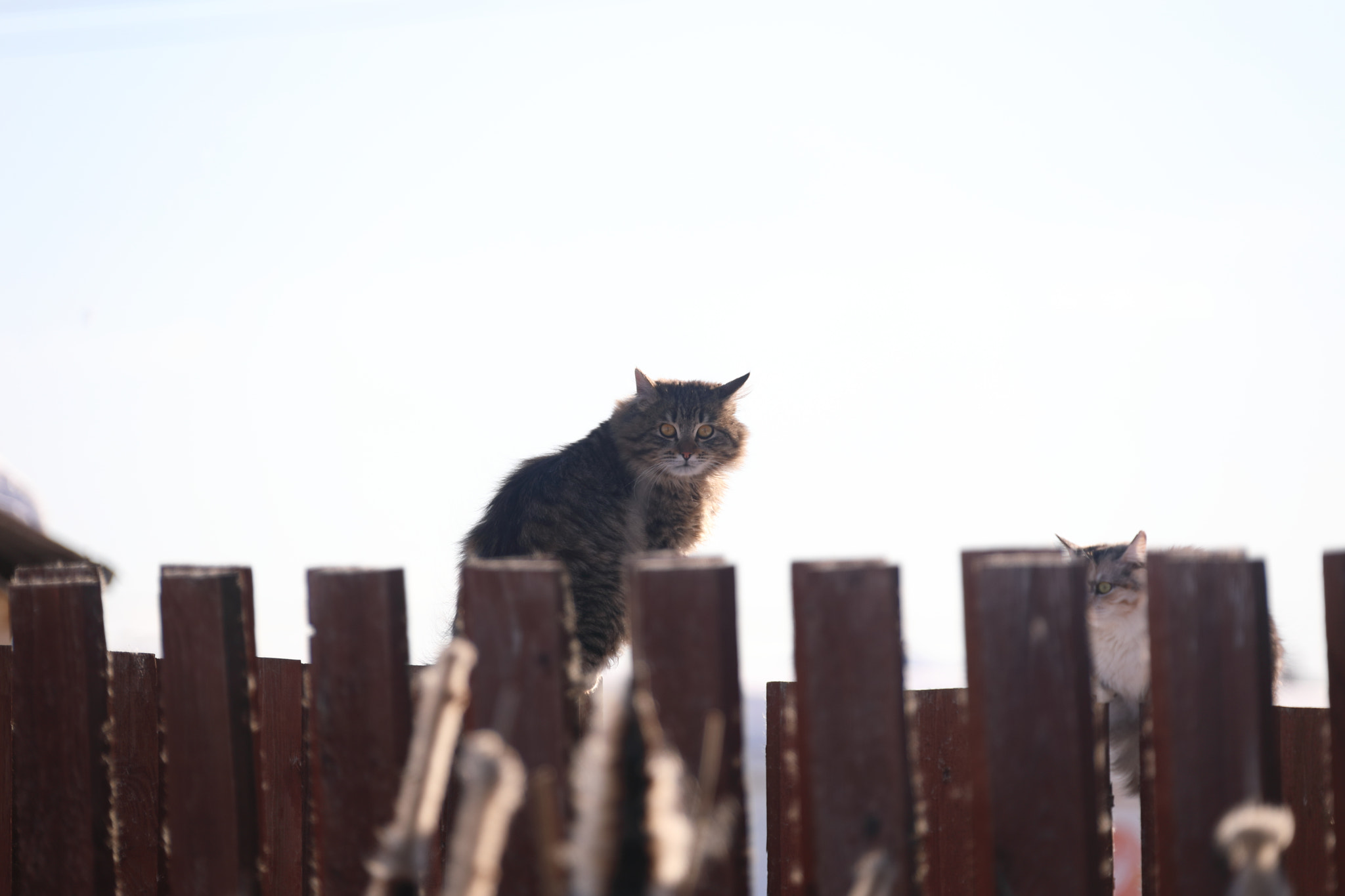 Canon EF 28-300mm F3.5-5.6L IS USM sample photo. Cats photography
