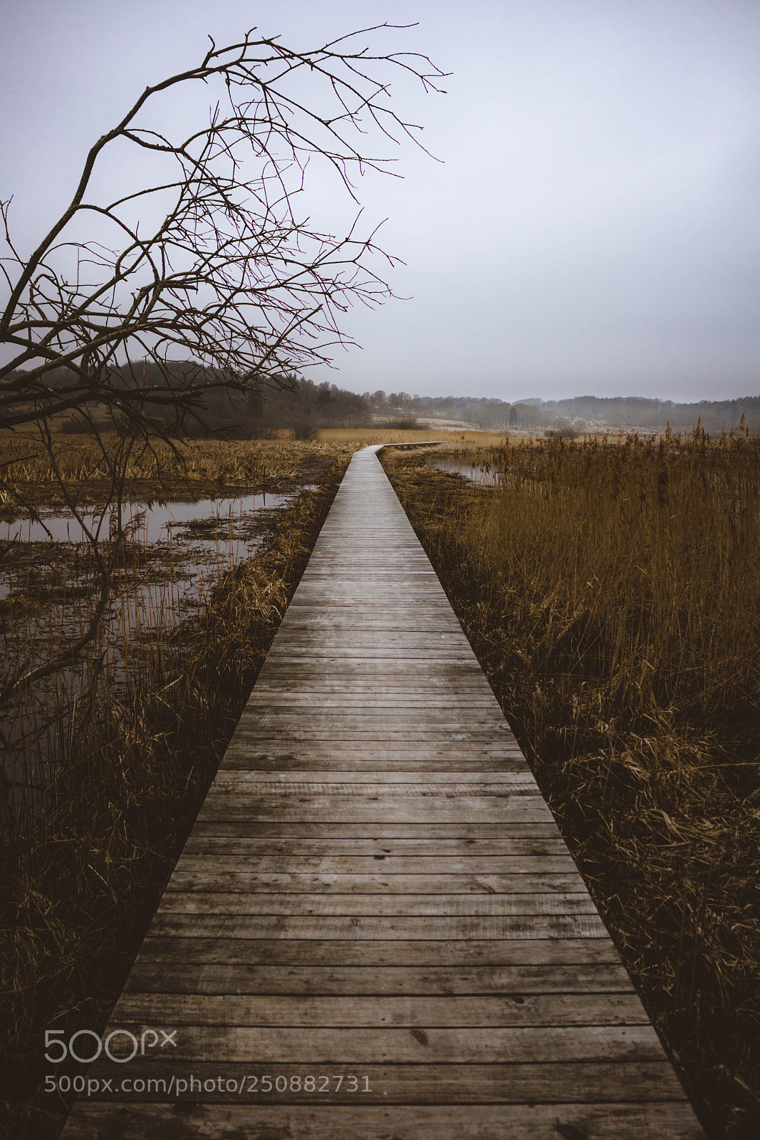 Canon EOS 7D sample photo. .the walk photography