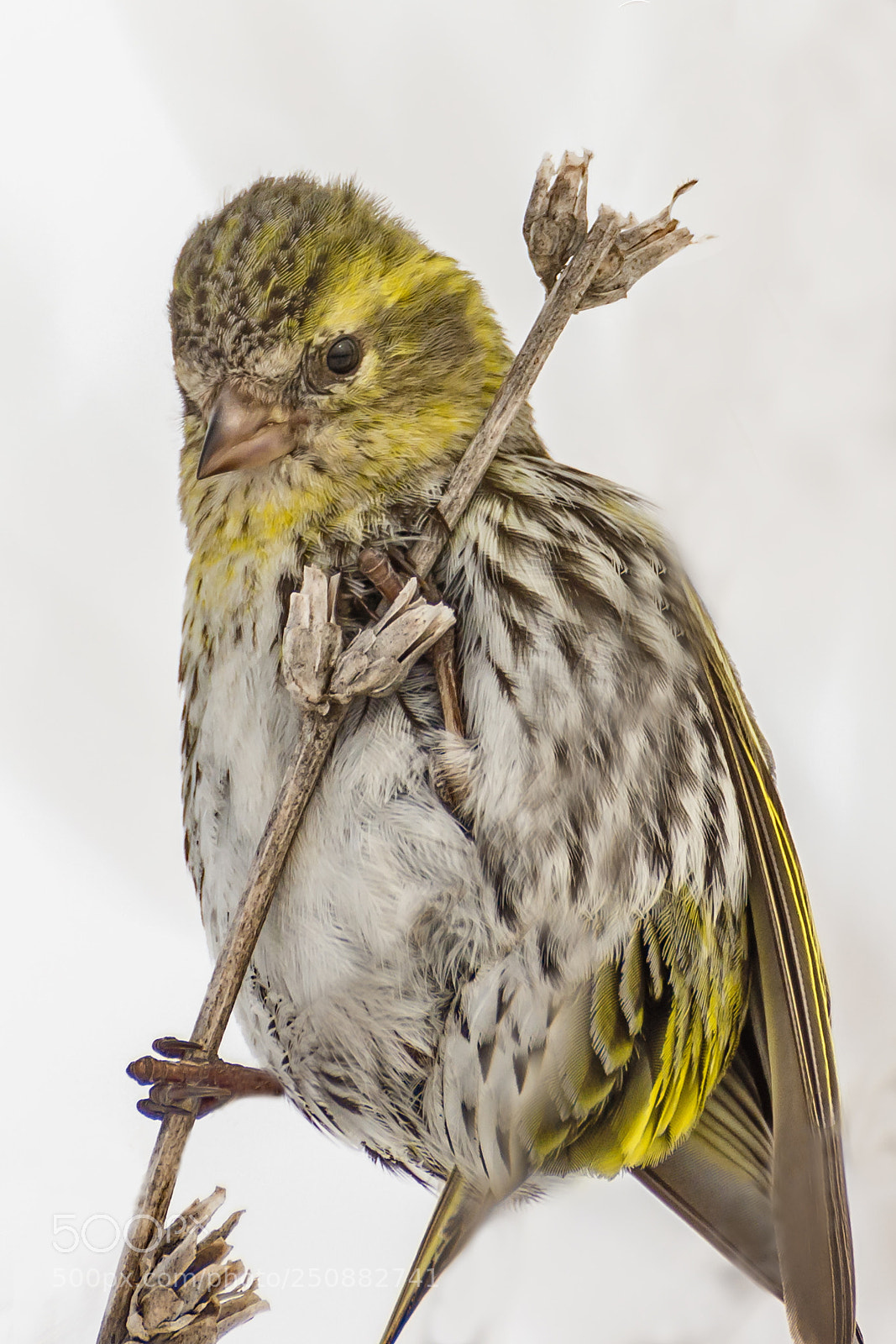 Nikon D7200 sample photo. Is it spring yet? photography