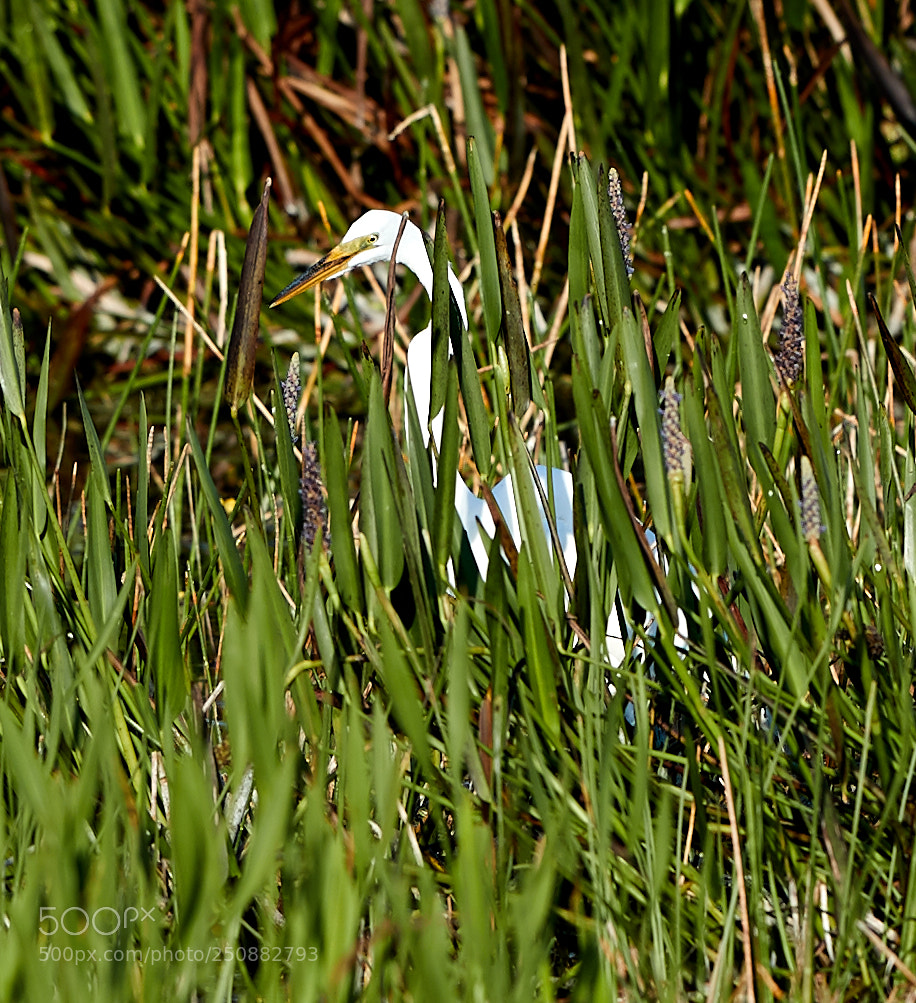 Canon EOS-1D X Mark II sample photo. 03-26-18-0009502.jpg photography