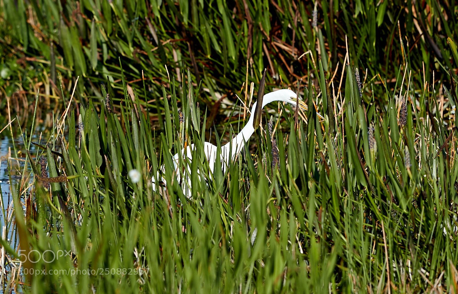 Canon EOS-1D X Mark II sample photo. 03-26-18-0009491.jpg photography