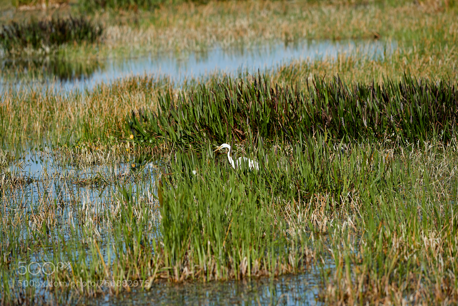Canon EOS-1D X Mark II sample photo. 03-26-18-0009485.jpg photography