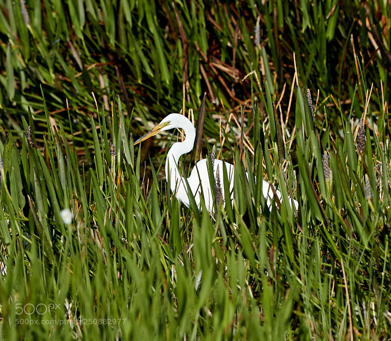 Canon EOS-1D X Mark II sample photo. 03-26-18-0009484.jpg photography