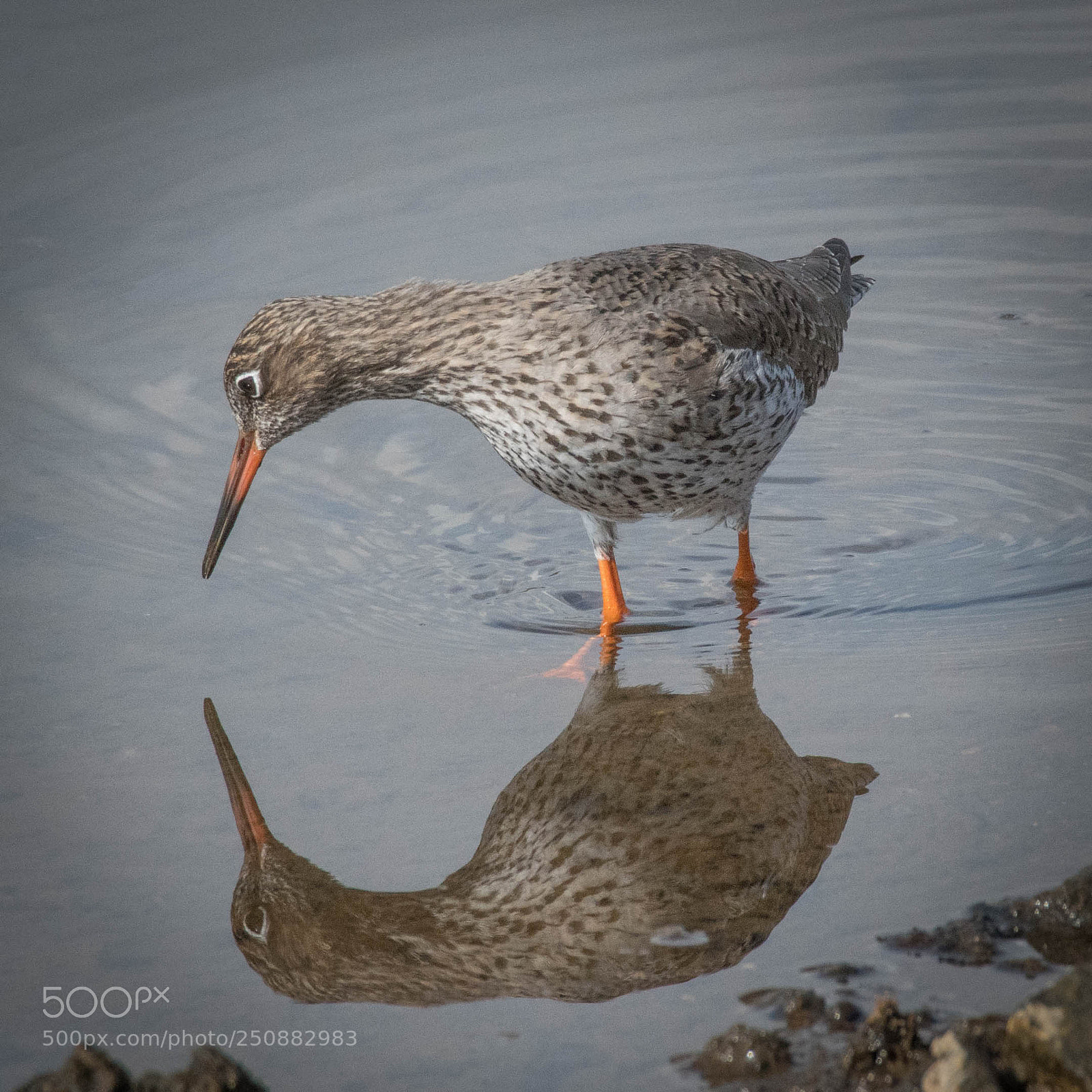 Nikon D500 sample photo. Redshank admiring it's reflection photography