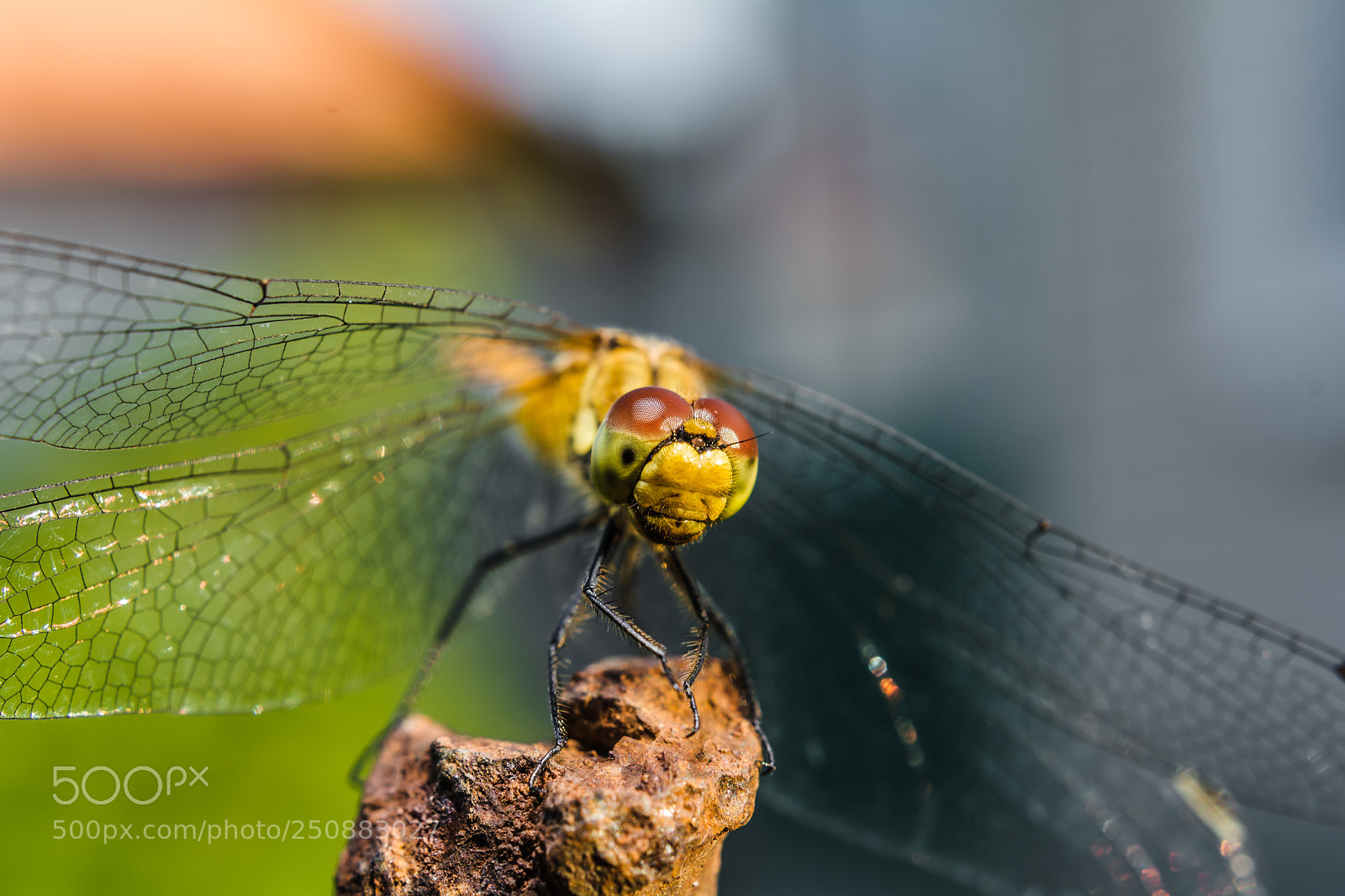 Nikon D7100 sample photo. Untitled photography