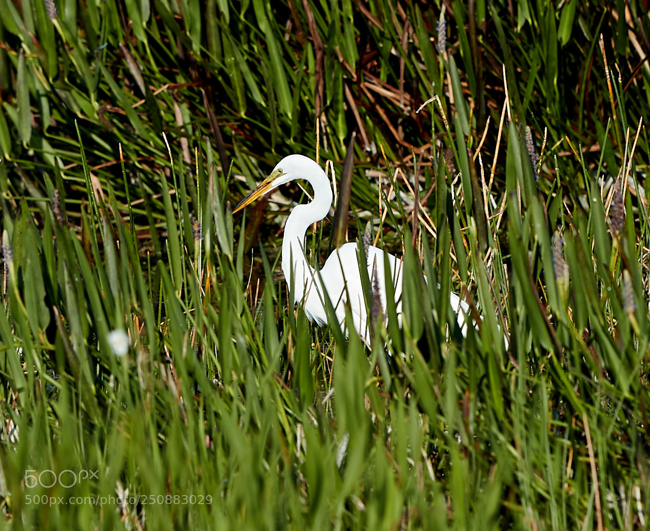 Canon EOS-1D X Mark II sample photo. 03-26-18-0009483.jpg photography