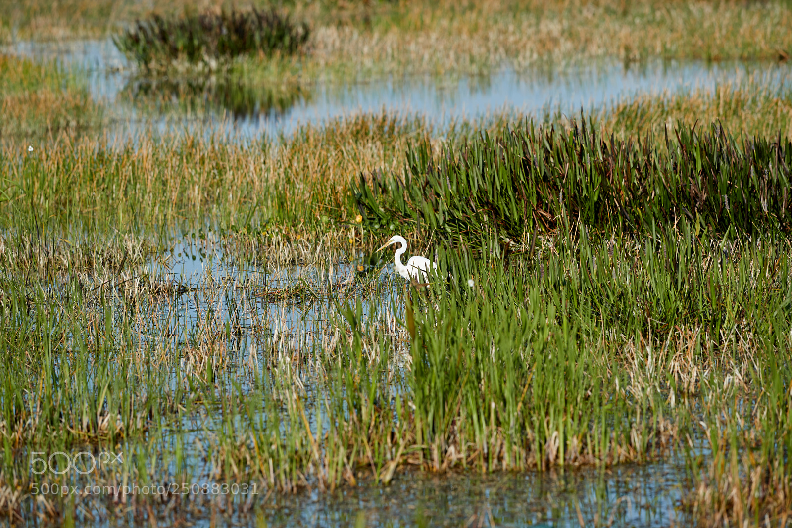Canon EOS-1D X Mark II sample photo. 03-26-18-0009482.jpg photography