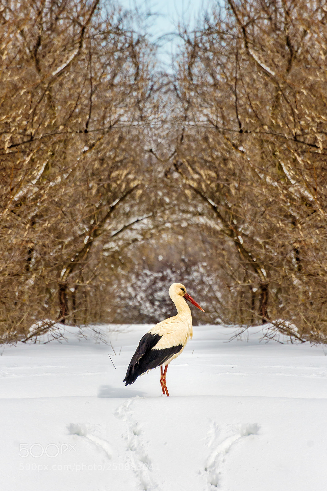 Nikon D7200 sample photo. Waiting for spring photography