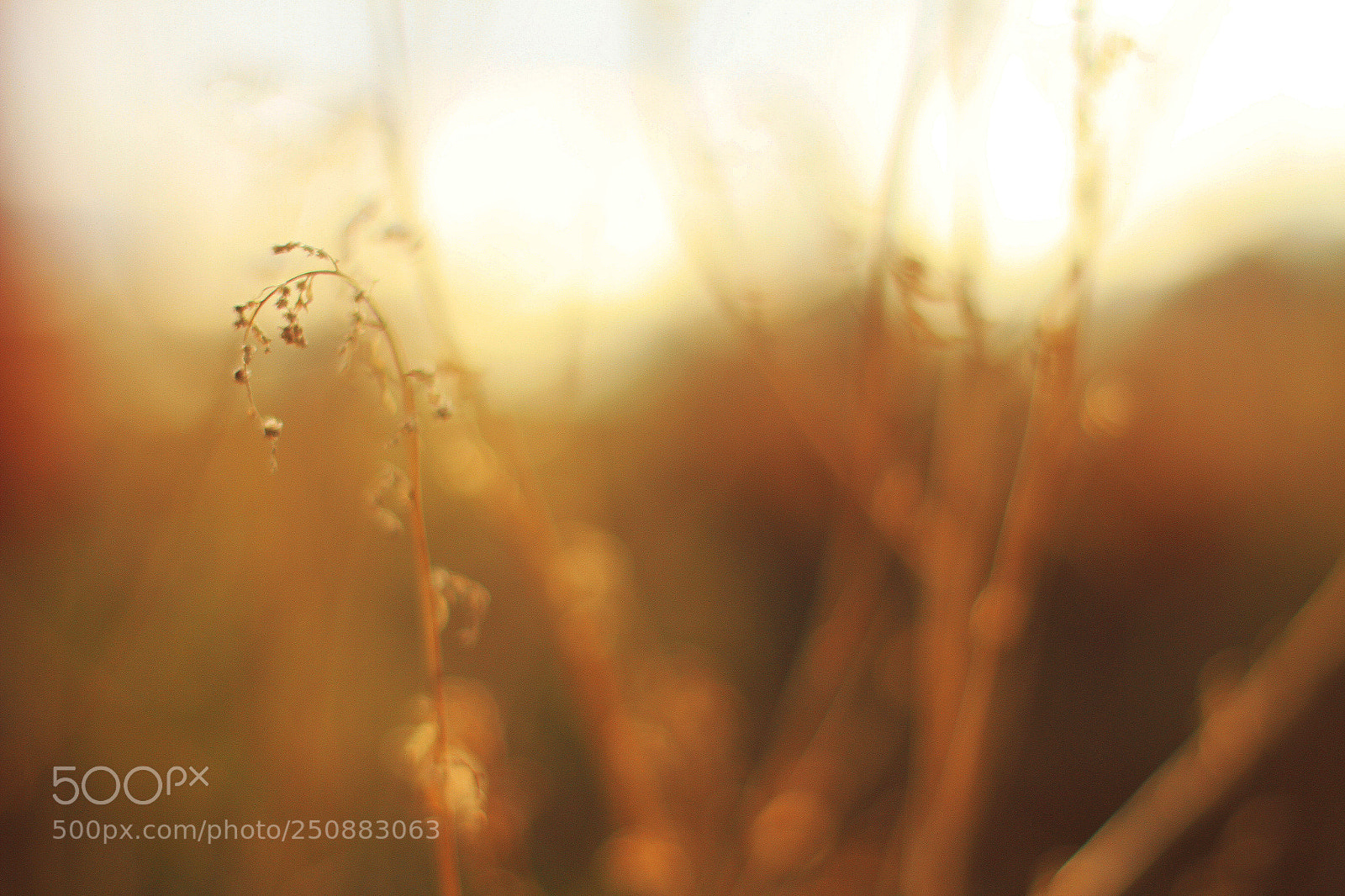 Canon EOS 7D sample photo. So quiet photography