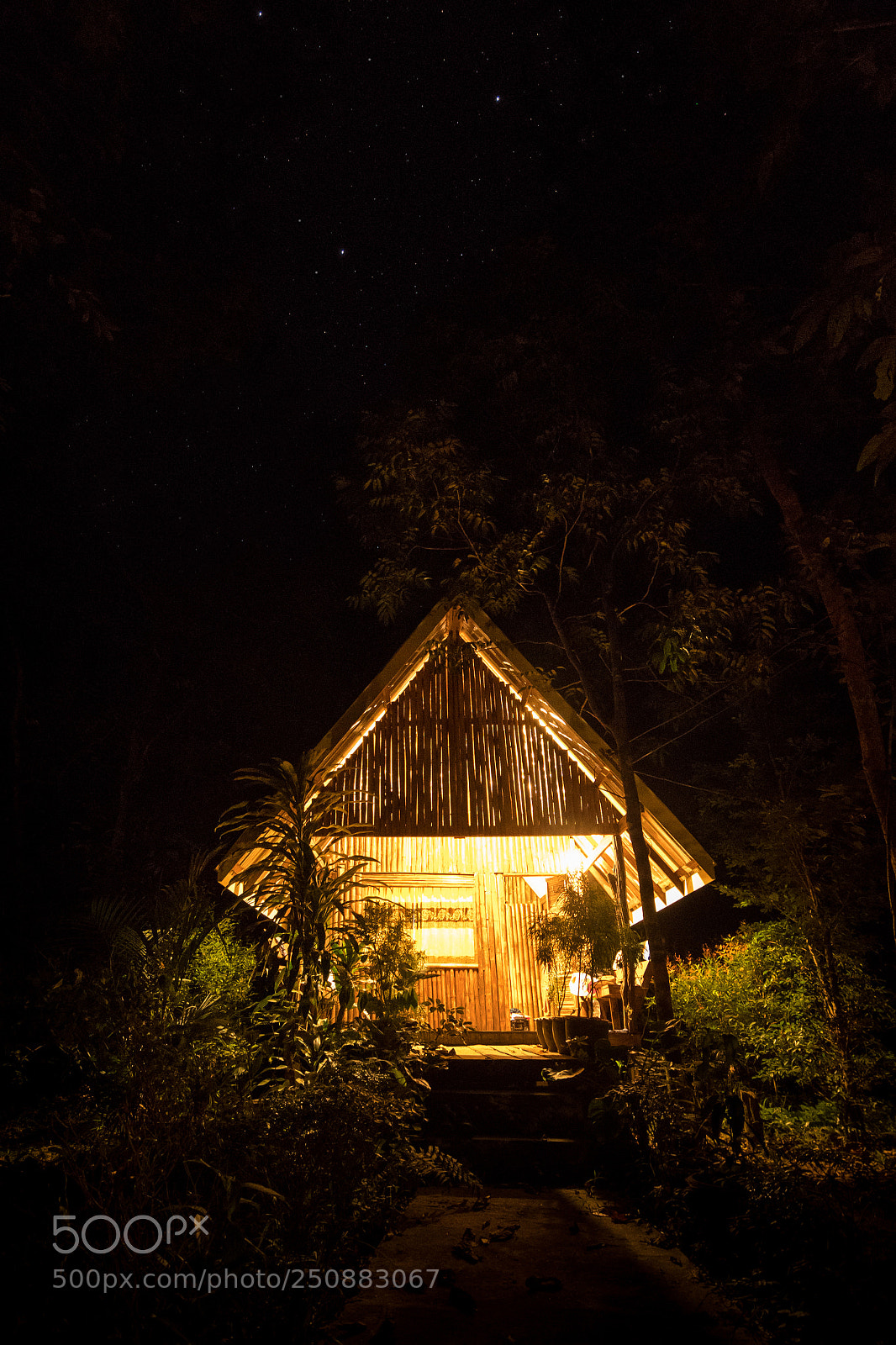 Nikon D500 sample photo. Rainforest night photography