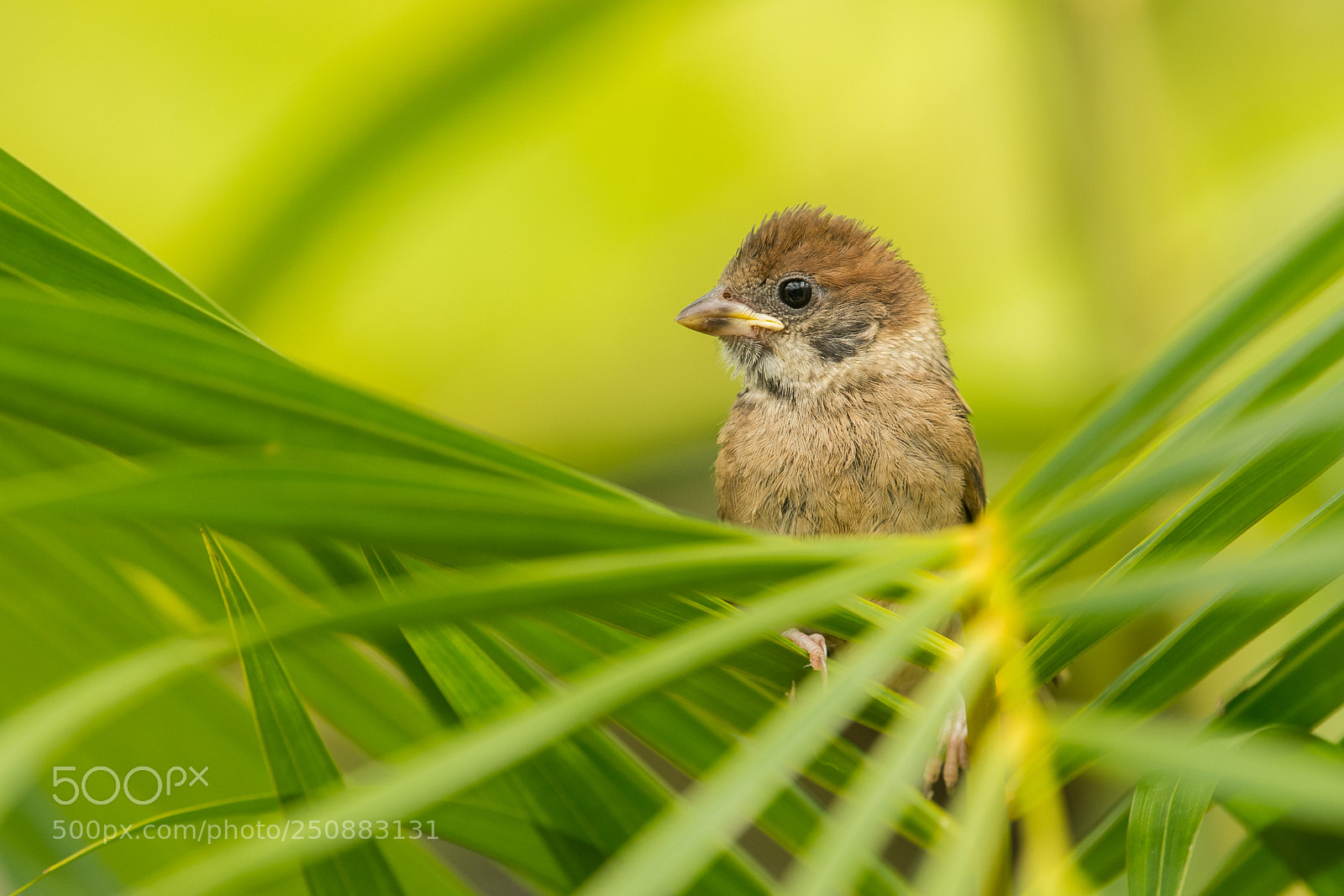 Nikon D500 sample photo. Young sparrow photography