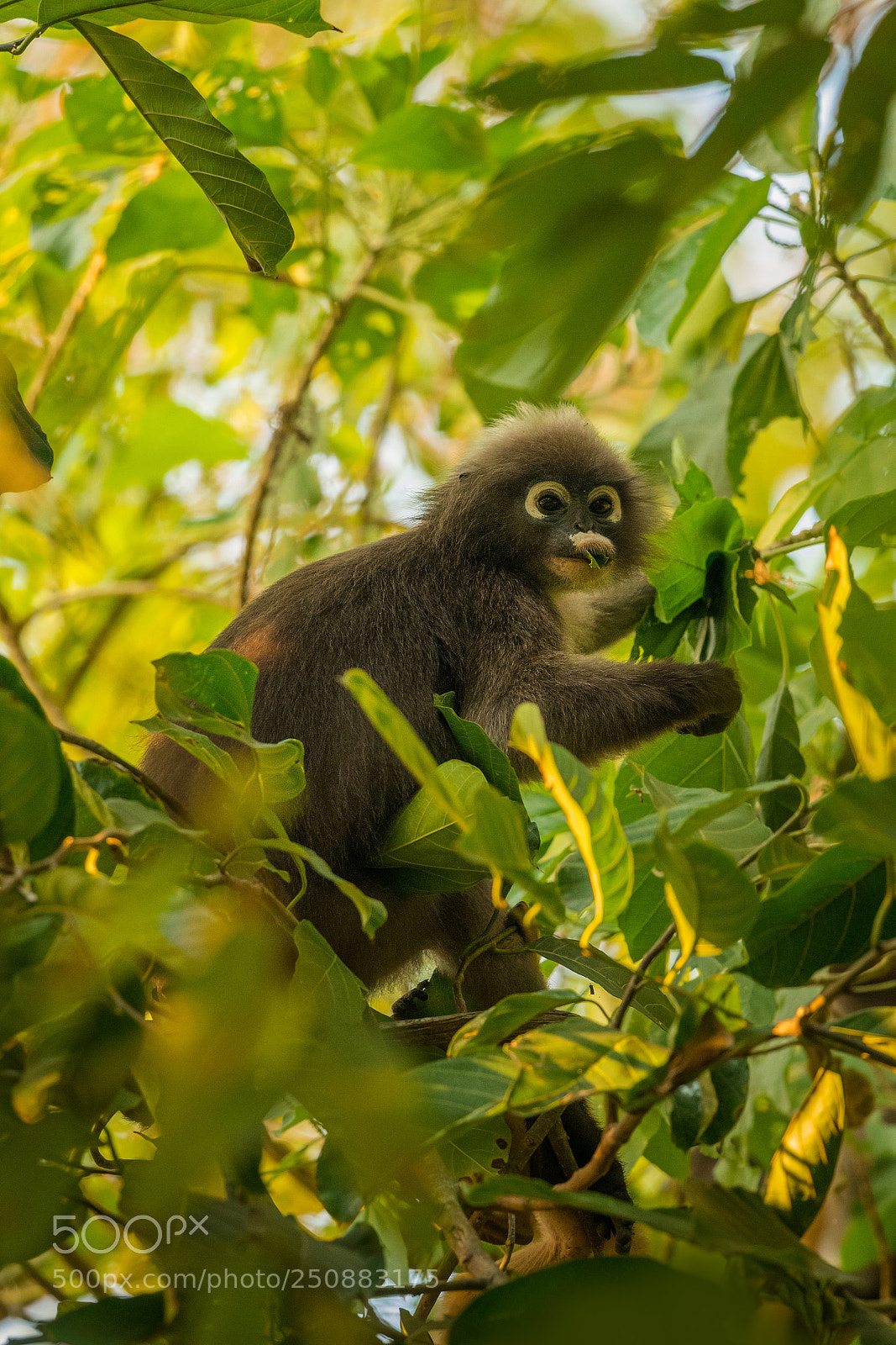 Nikon D500 sample photo. Dusky leaf monkey ii. photography