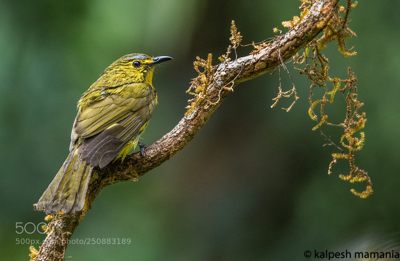 Canon EOS 5DS R sample photo. Yellow browed bulbul. photography