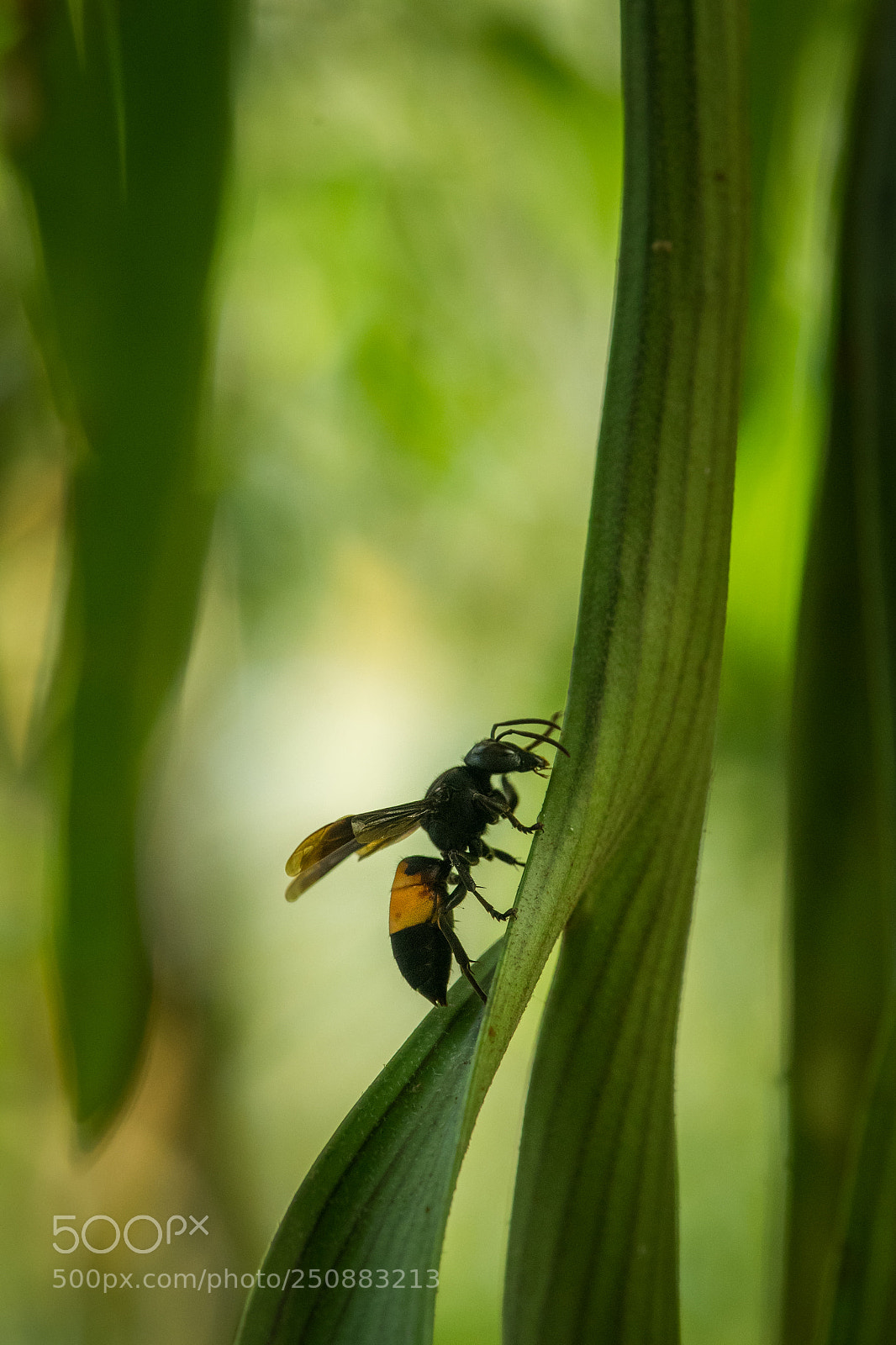 Nikon D500 sample photo. Lesser banded hornet photography