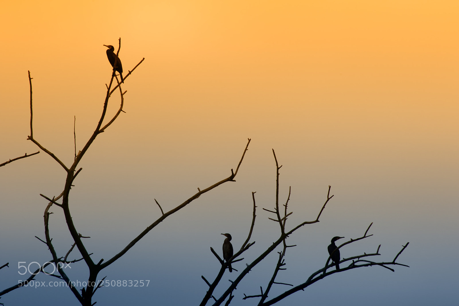 Canon EOS 7D Mark II sample photo. Birds by night photography
