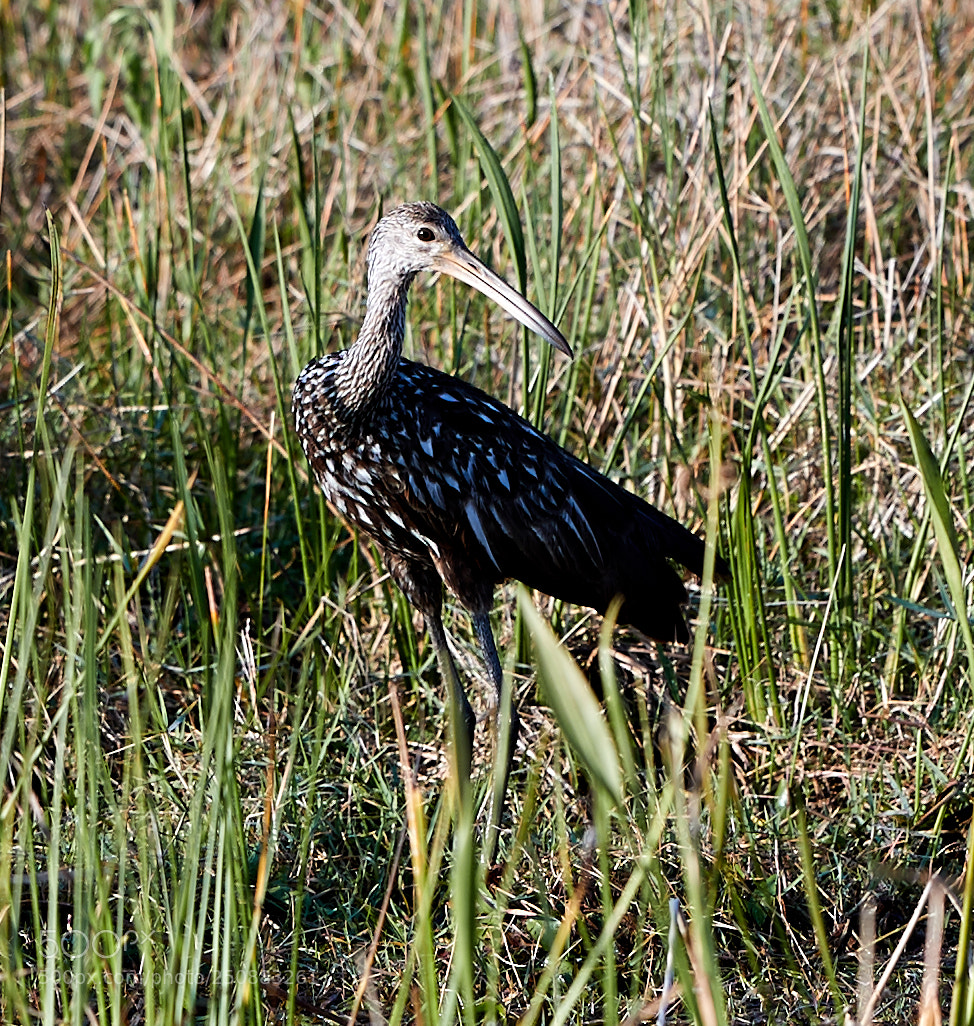 Canon EOS-1D X Mark II sample photo. 03-26-18-0009451.jpg photography