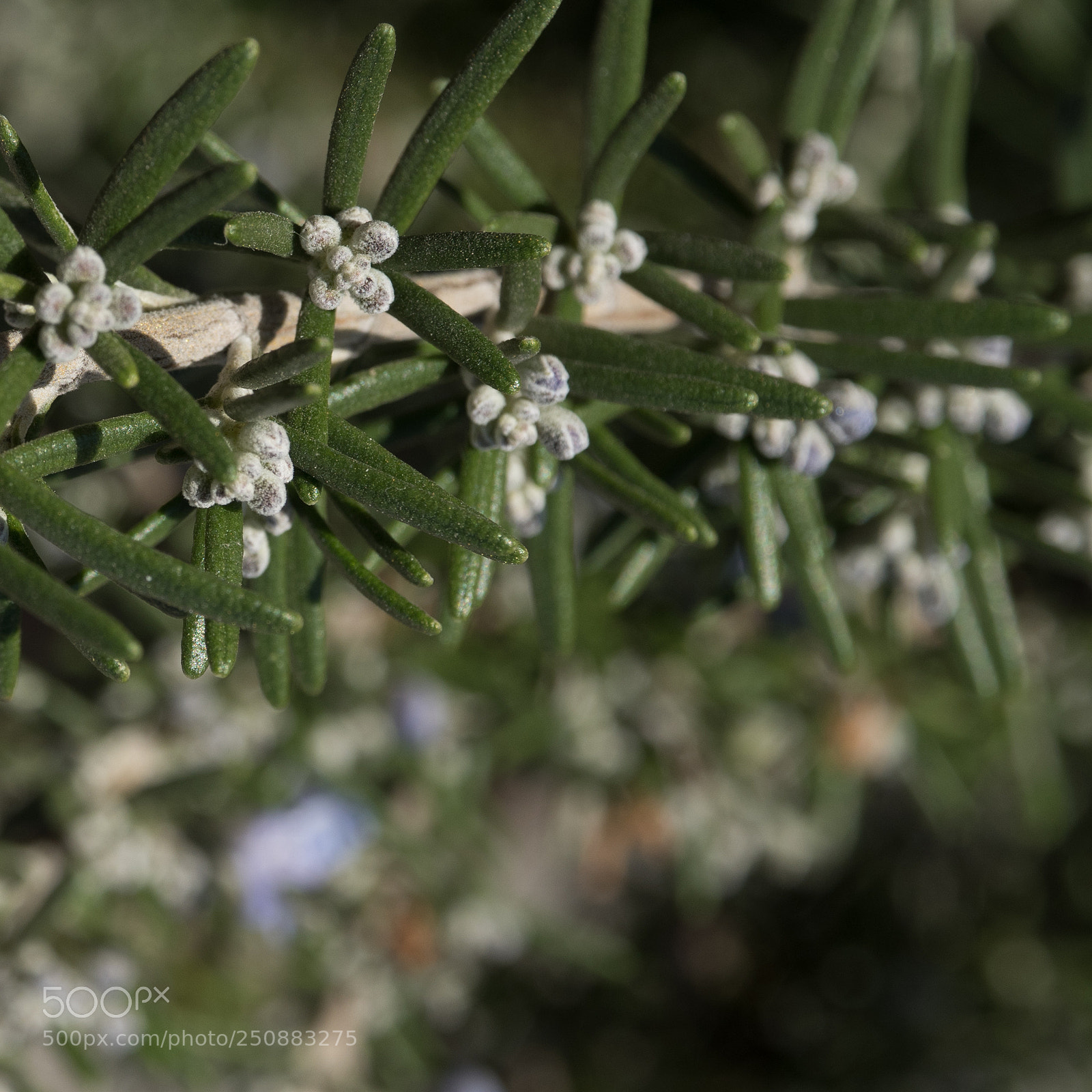 Olympus OM-D E-M5 II sample photo. Growing up photography