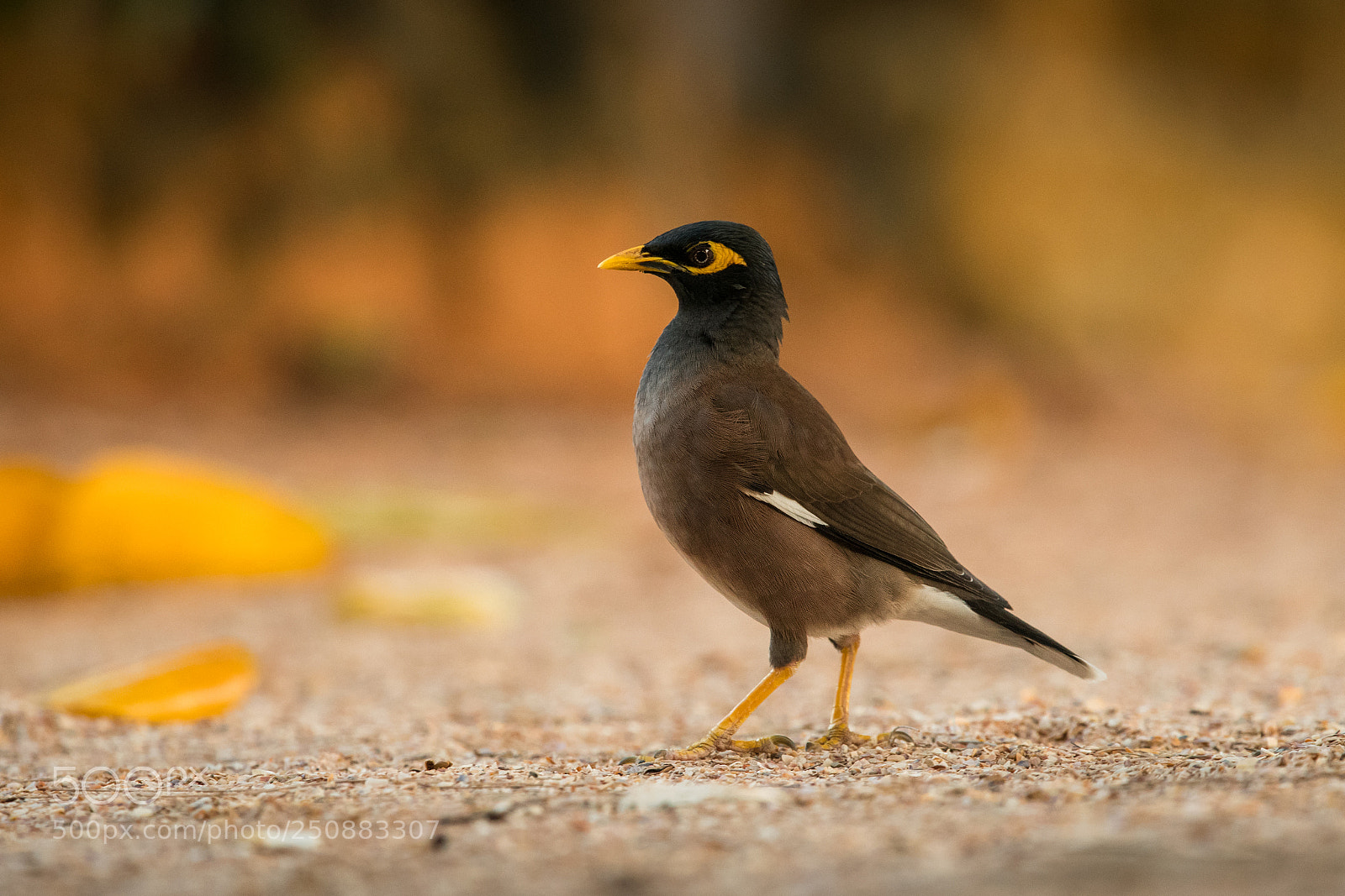 Nikon D500 sample photo. Common myna ii. photography