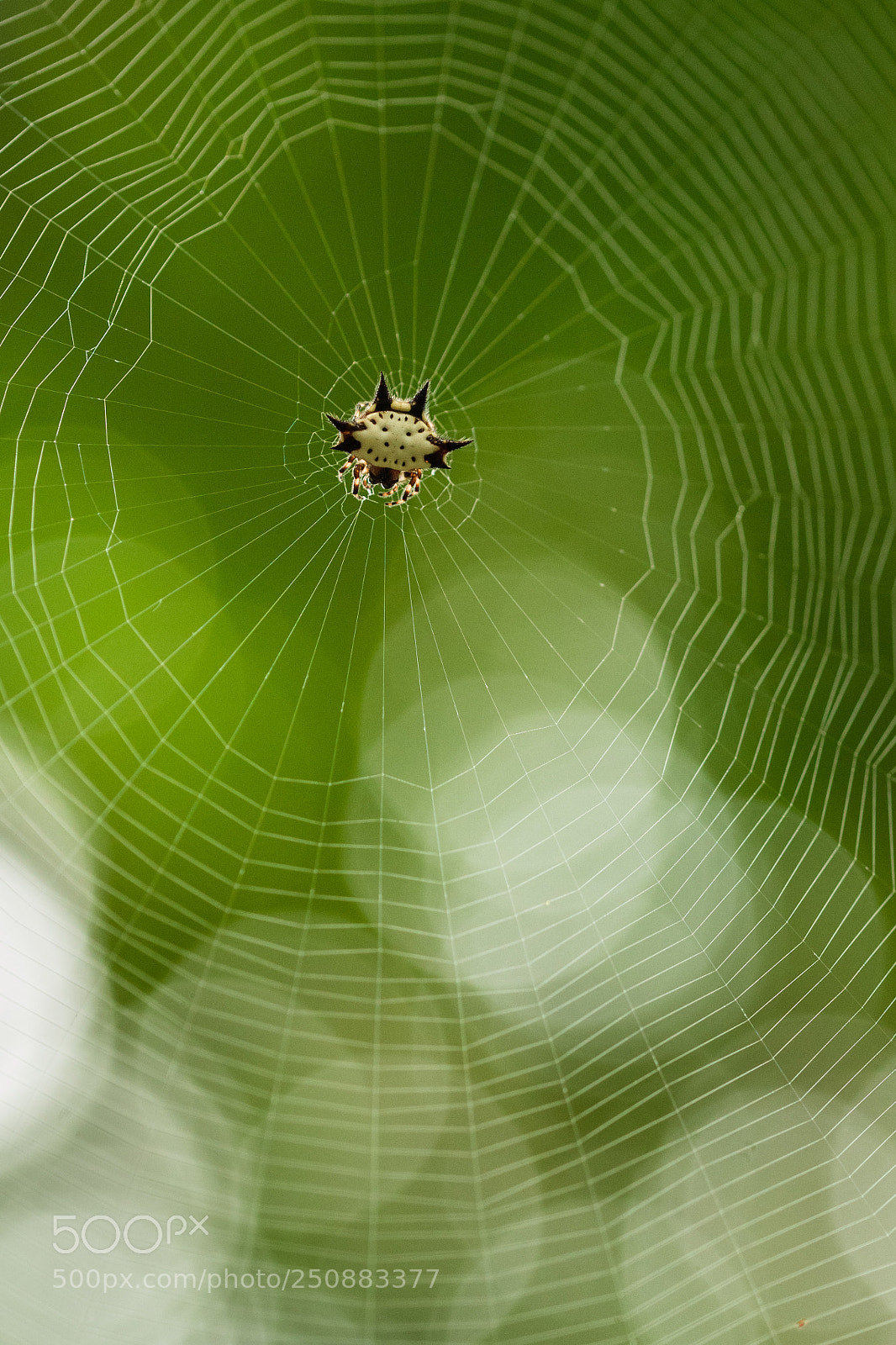 Nikon D500 sample photo. Spinny spider photography