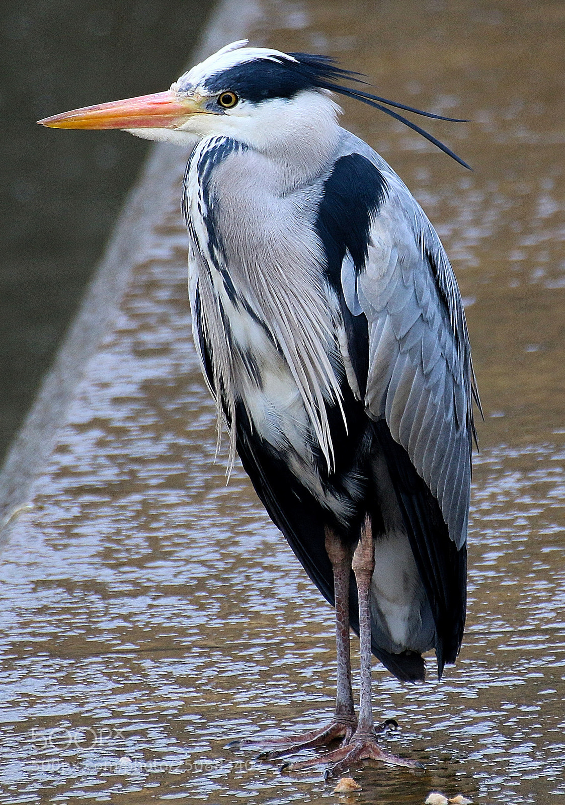 Canon EOS 70D sample photo. Grey heron photography