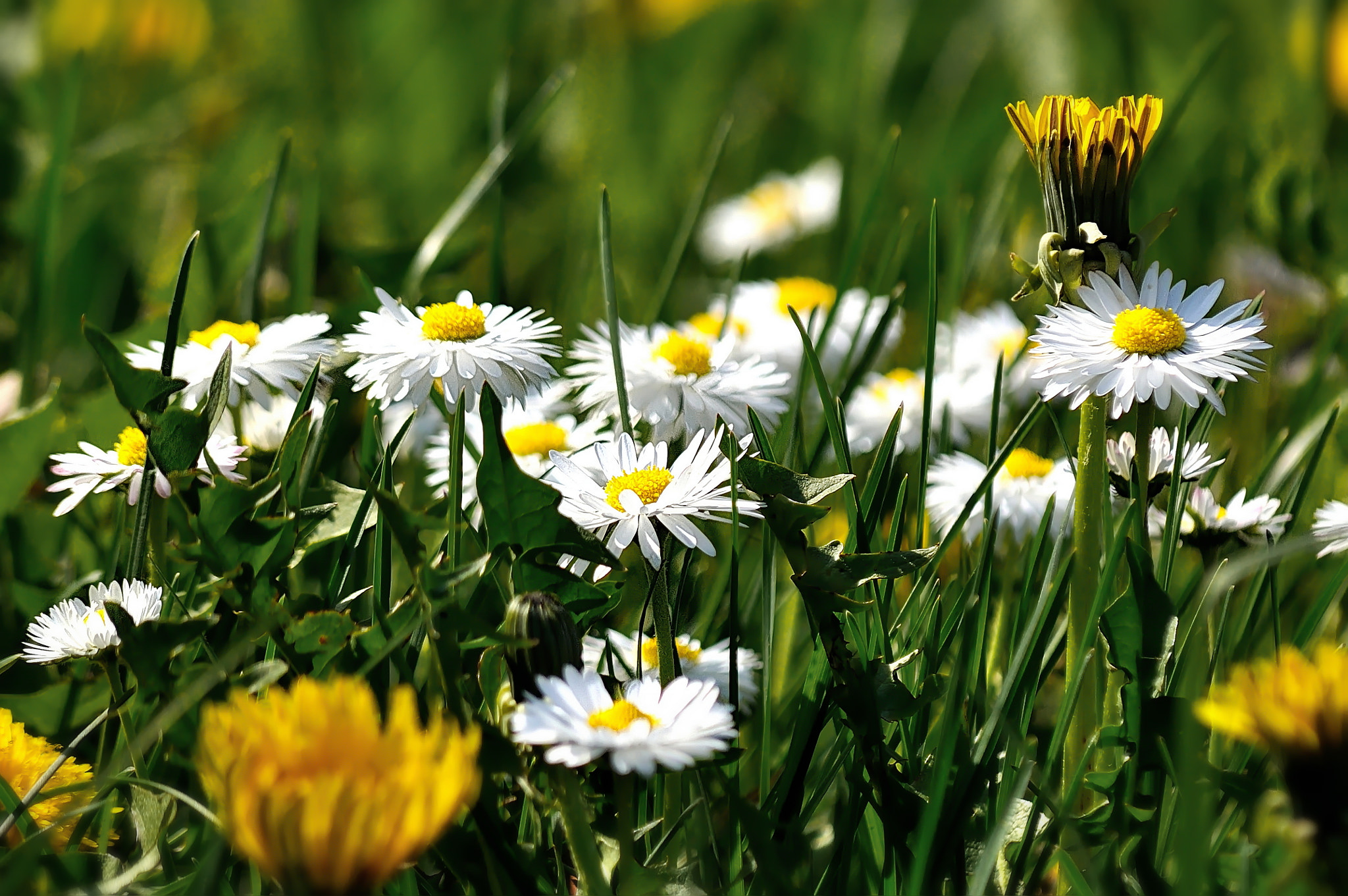Nikon D5000 sample photo. Daisies photography