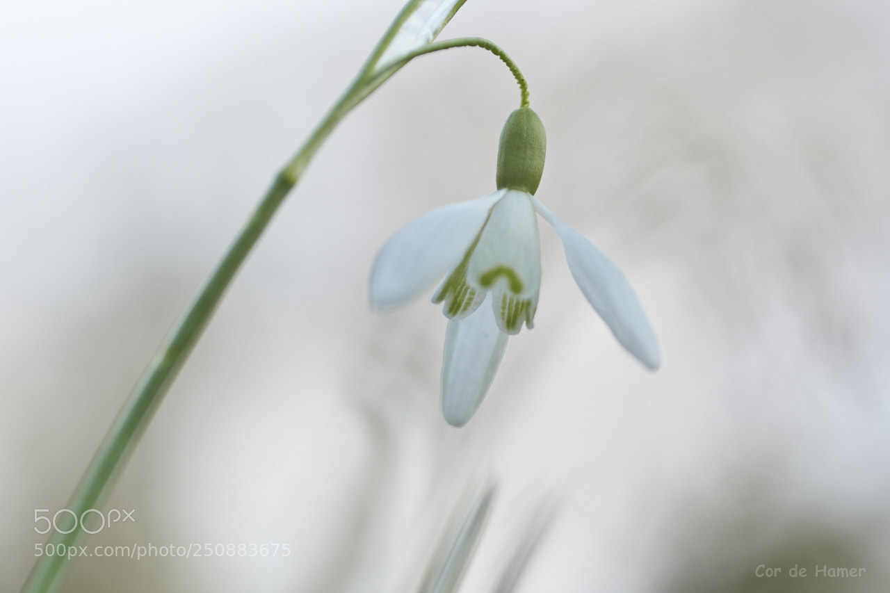 Sony SLT-A99V sample photo. Last snowdrop standing photography