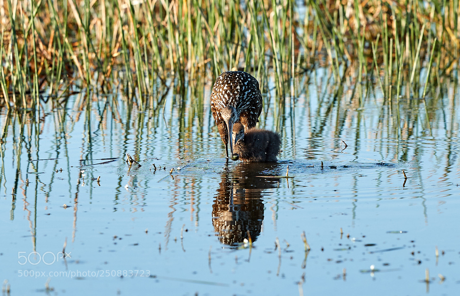 Canon EOS-1D X Mark II sample photo. 03-26-18-0009562.jpg photography