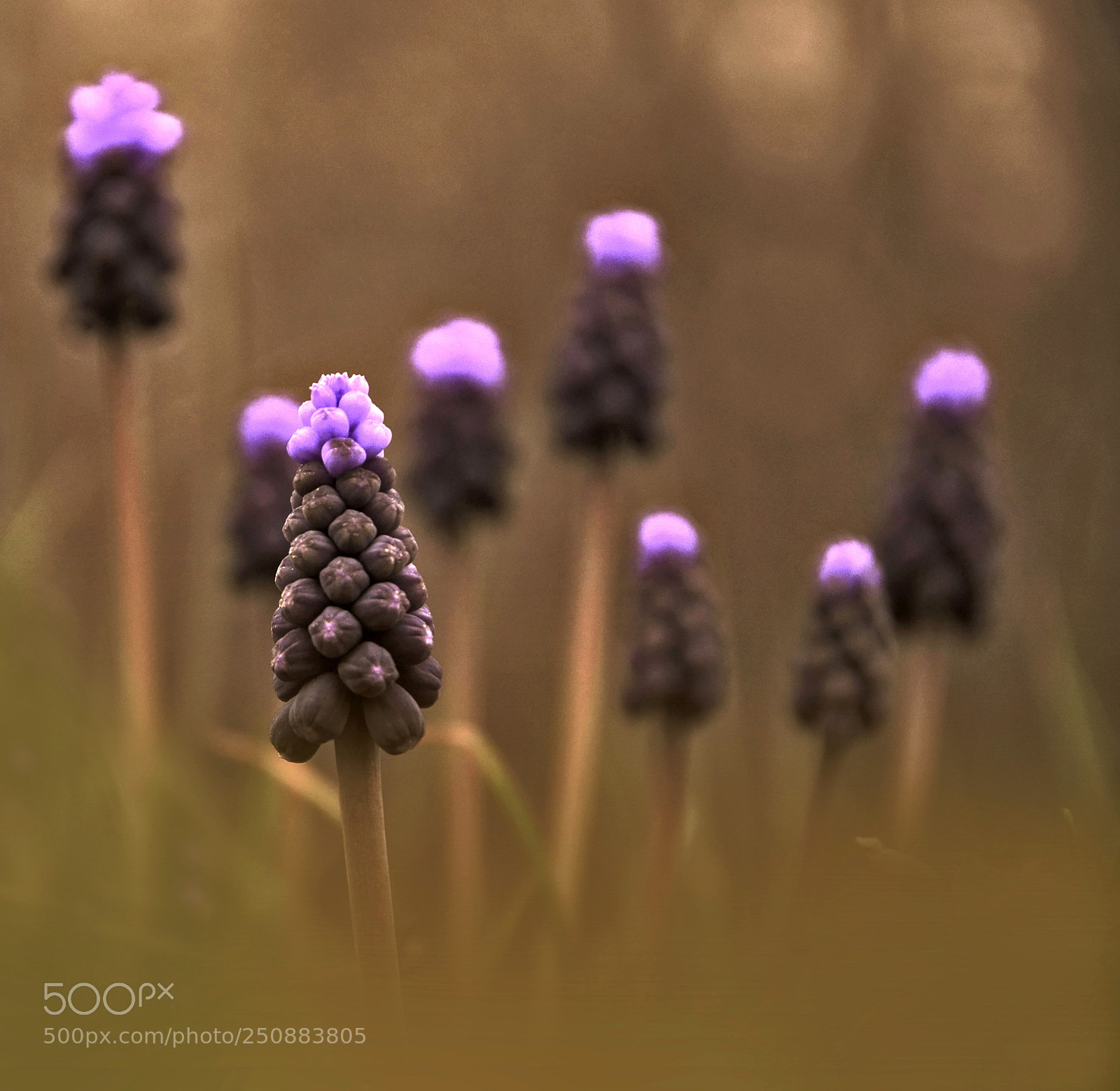 Nikon D7000 sample photo. Pastel moment photography