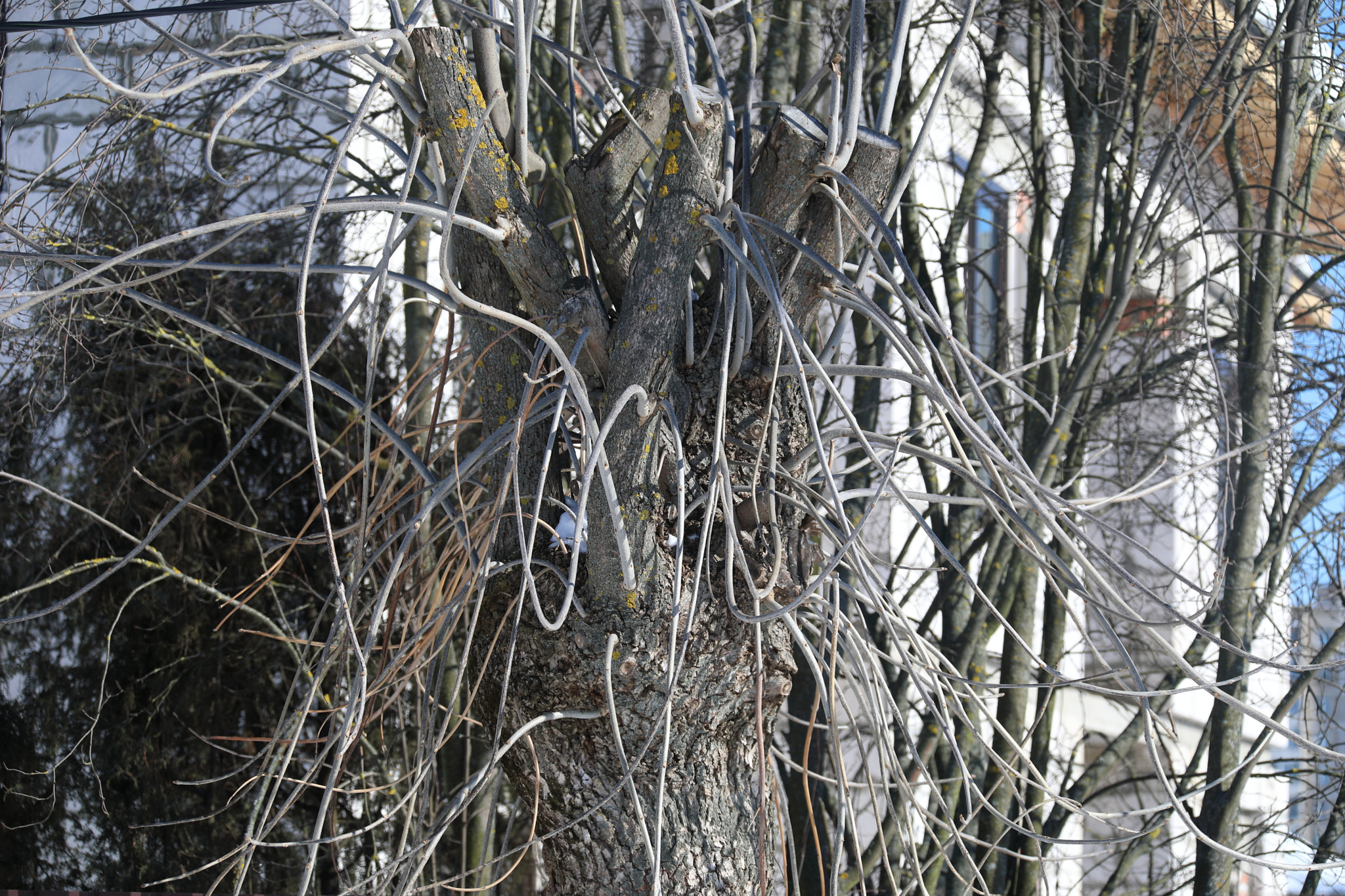 Canon EF 28-300mm F3.5-5.6L IS USM sample photo. Tree photography