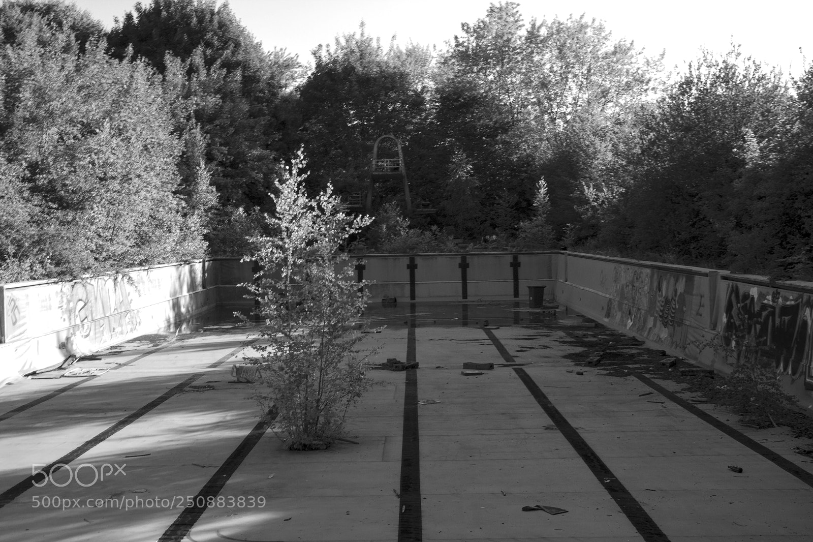 Canon EOS 550D (EOS Rebel T2i / EOS Kiss X4) sample photo. Pool of trees photography