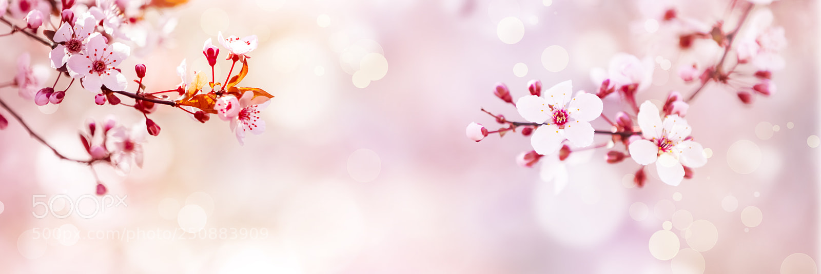 Canon EOS 5D Mark IV sample photo. Spring photography