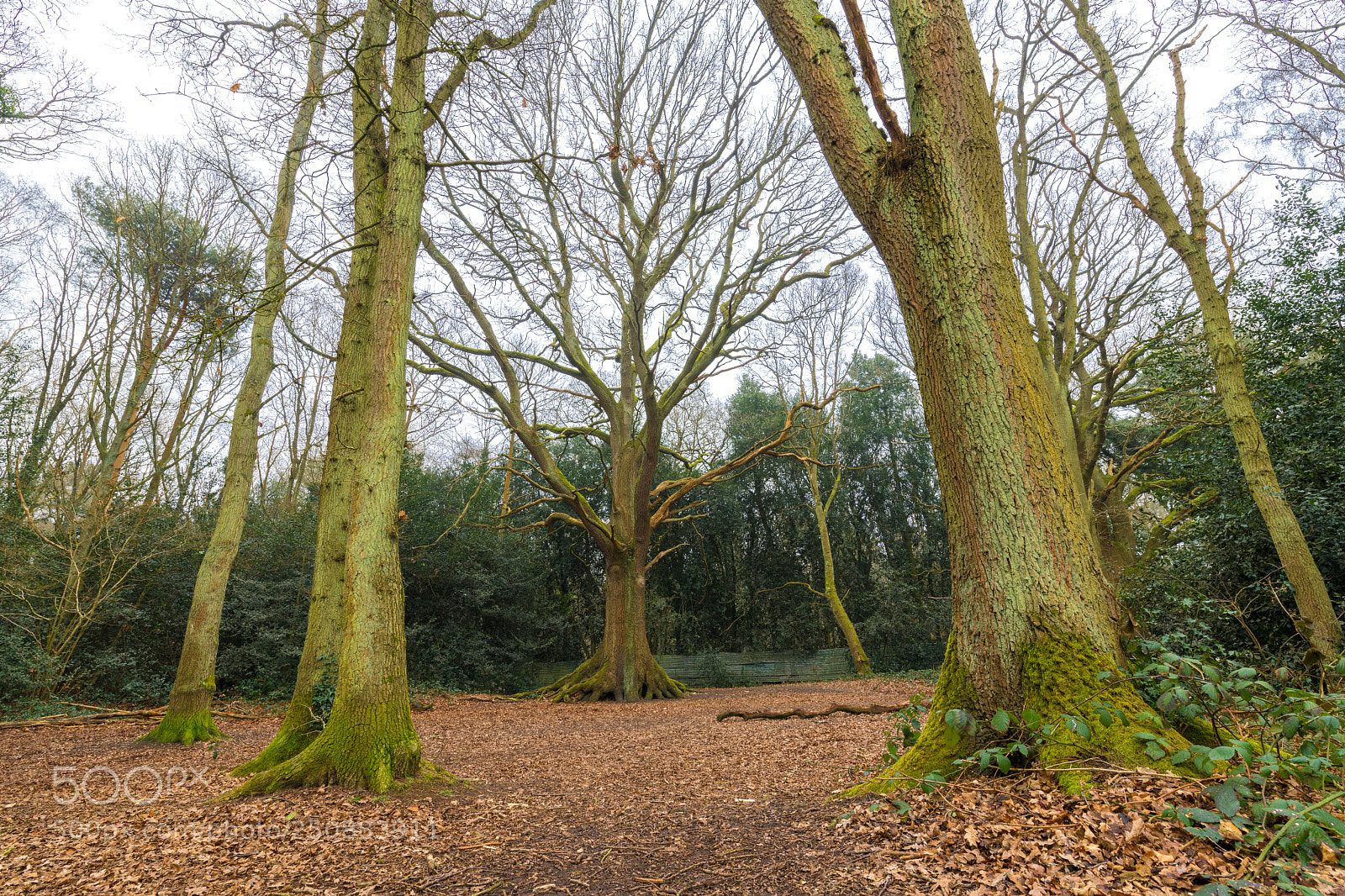 Nikon D850 sample photo. Mother oak photography