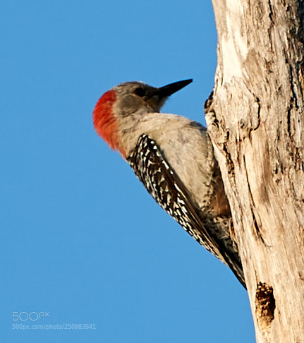 Canon EOS-1D X Mark II sample photo. 03-26-18-0009649.jpg photography