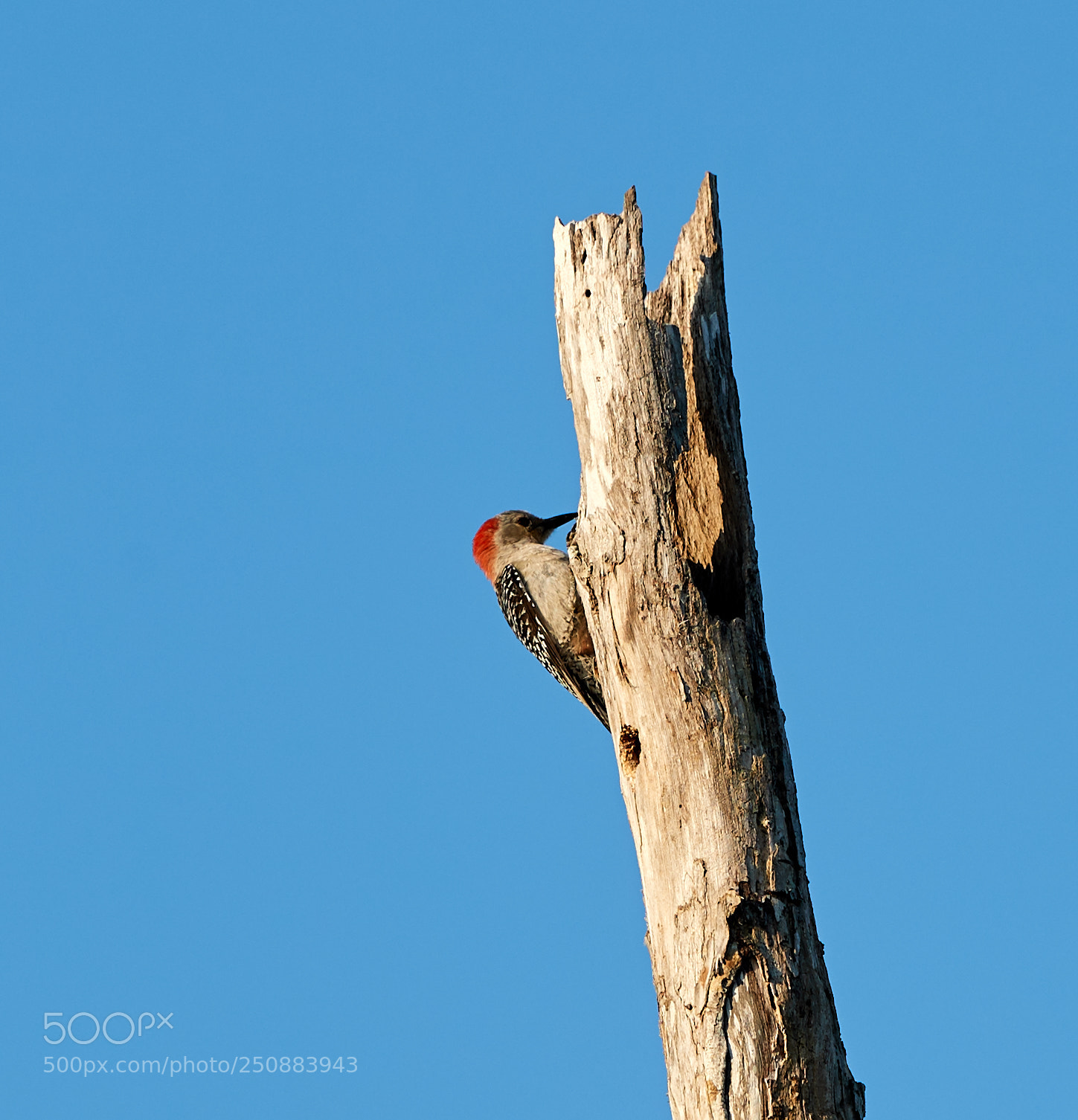 Canon EOS-1D X Mark II sample photo. 03-26-18-0009648.jpg photography