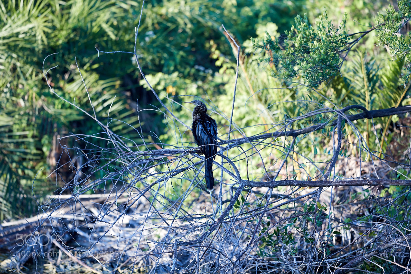 Canon EOS-1D X Mark II sample photo. 03-26-18-0009645.jpg photography
