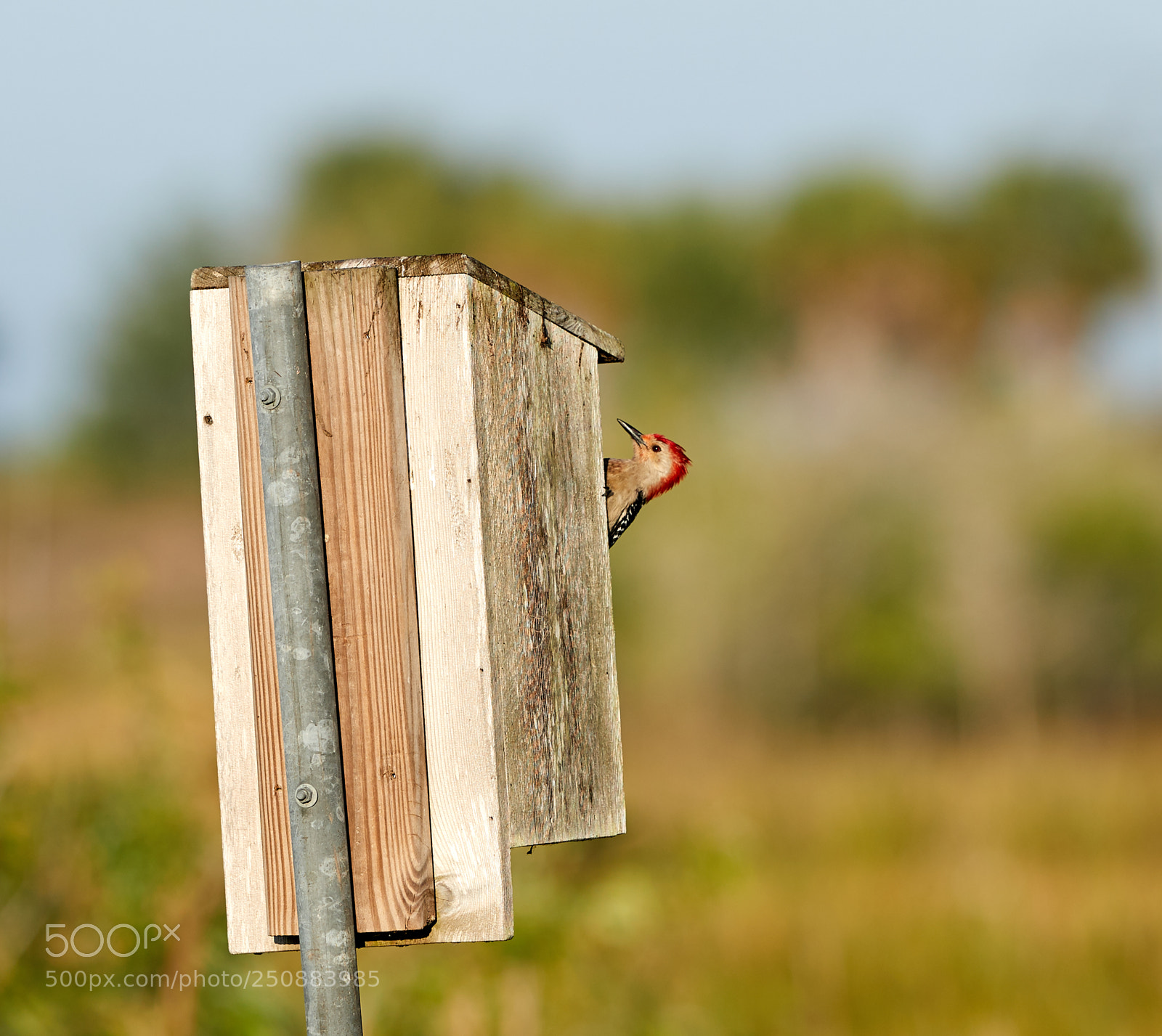 Canon EOS-1D X Mark II sample photo. 03-26-18-0009639.jpg photography