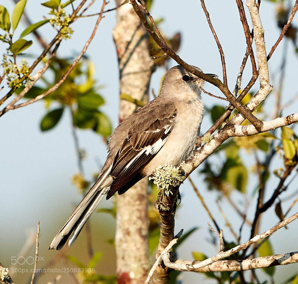Canon EOS-1D X Mark II sample photo. 03-26-18-0009642.jpg photography
